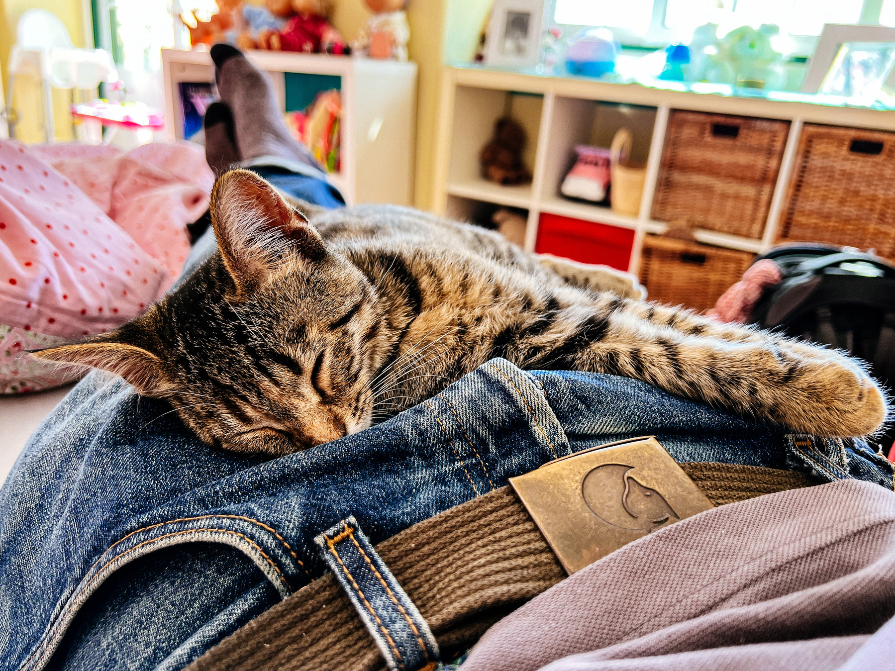 A kitten rests on a my legs, while I’m lying in bed…