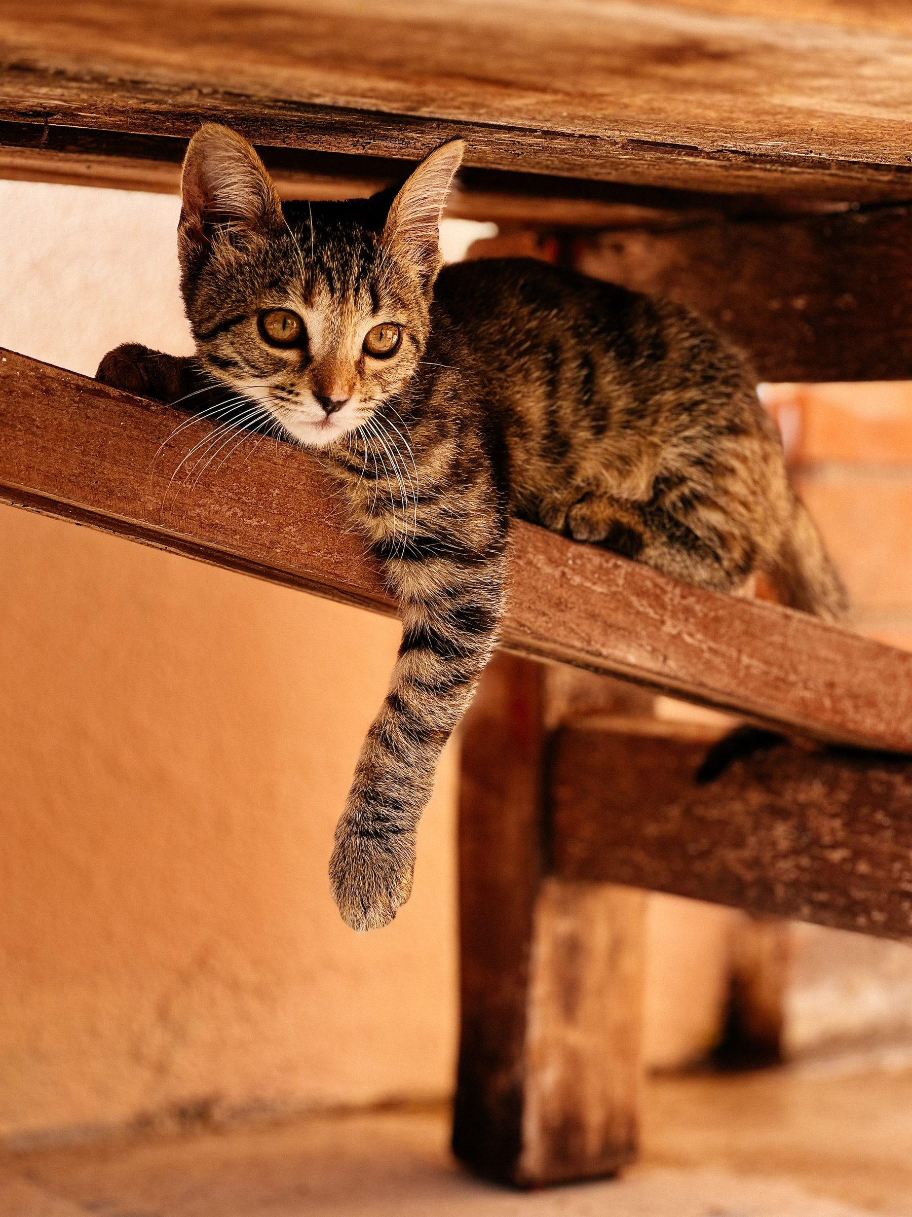 a kitten under a bench