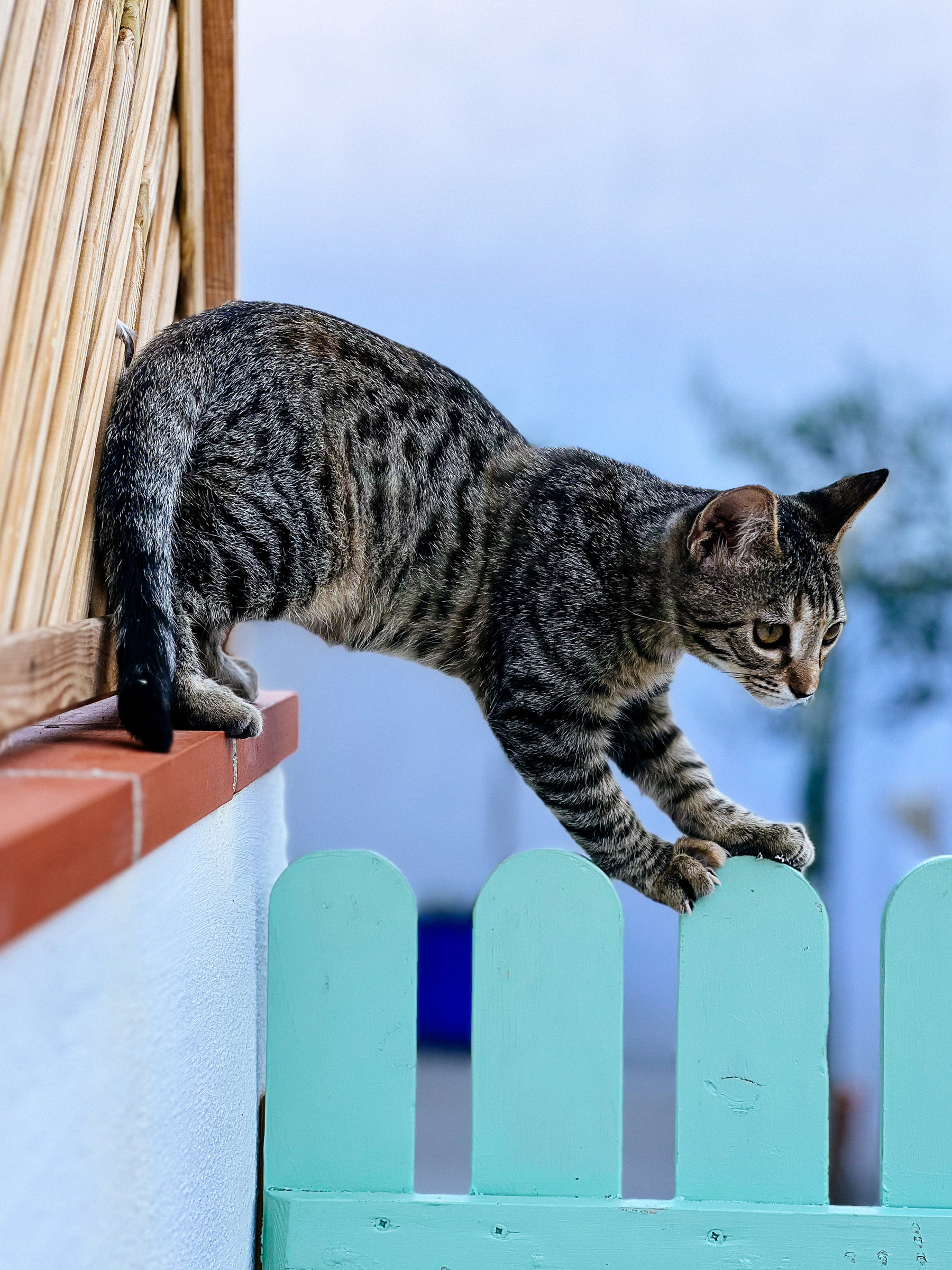 a kitten balances on a fence