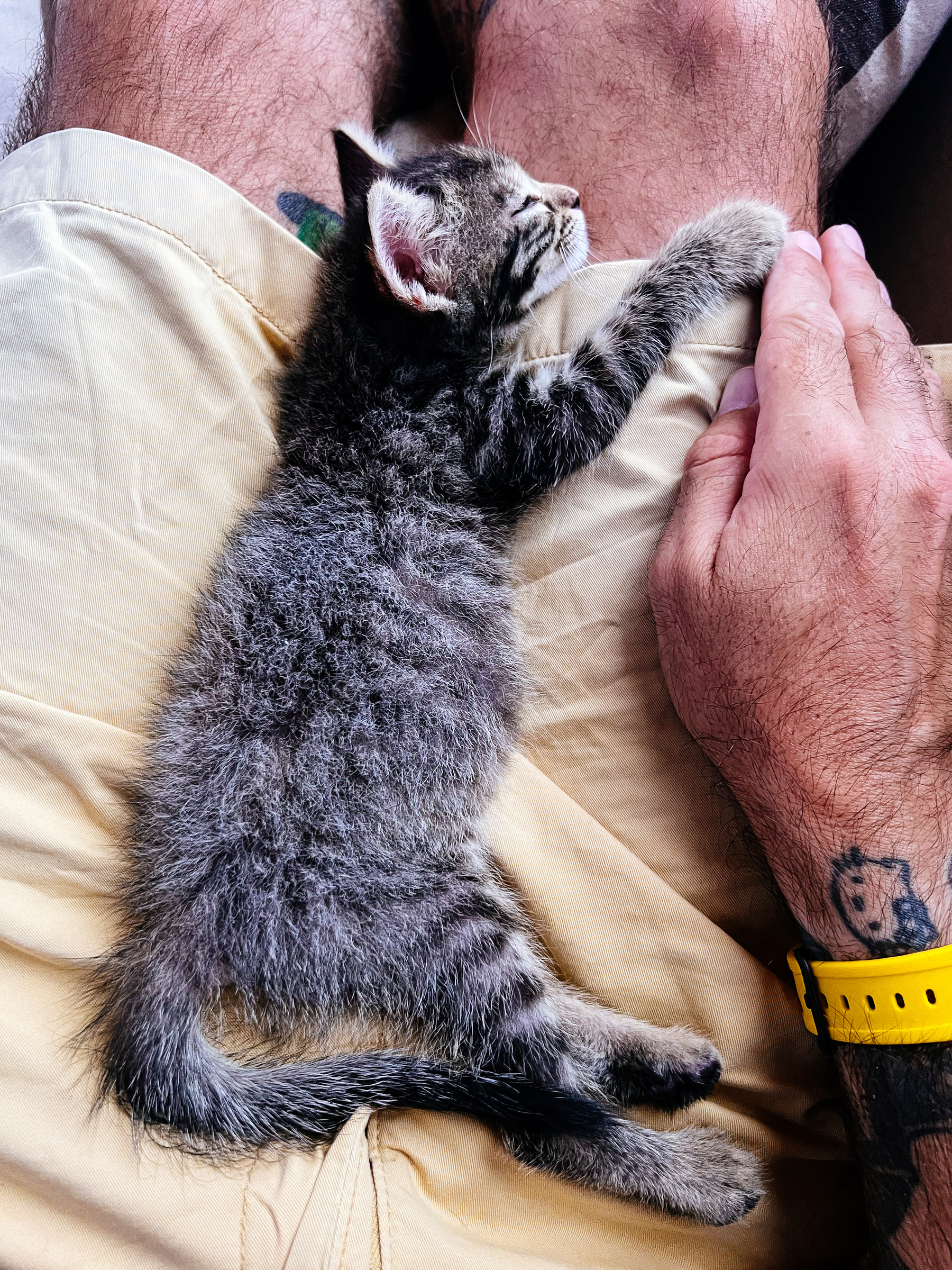a kitten sleeps on a lap