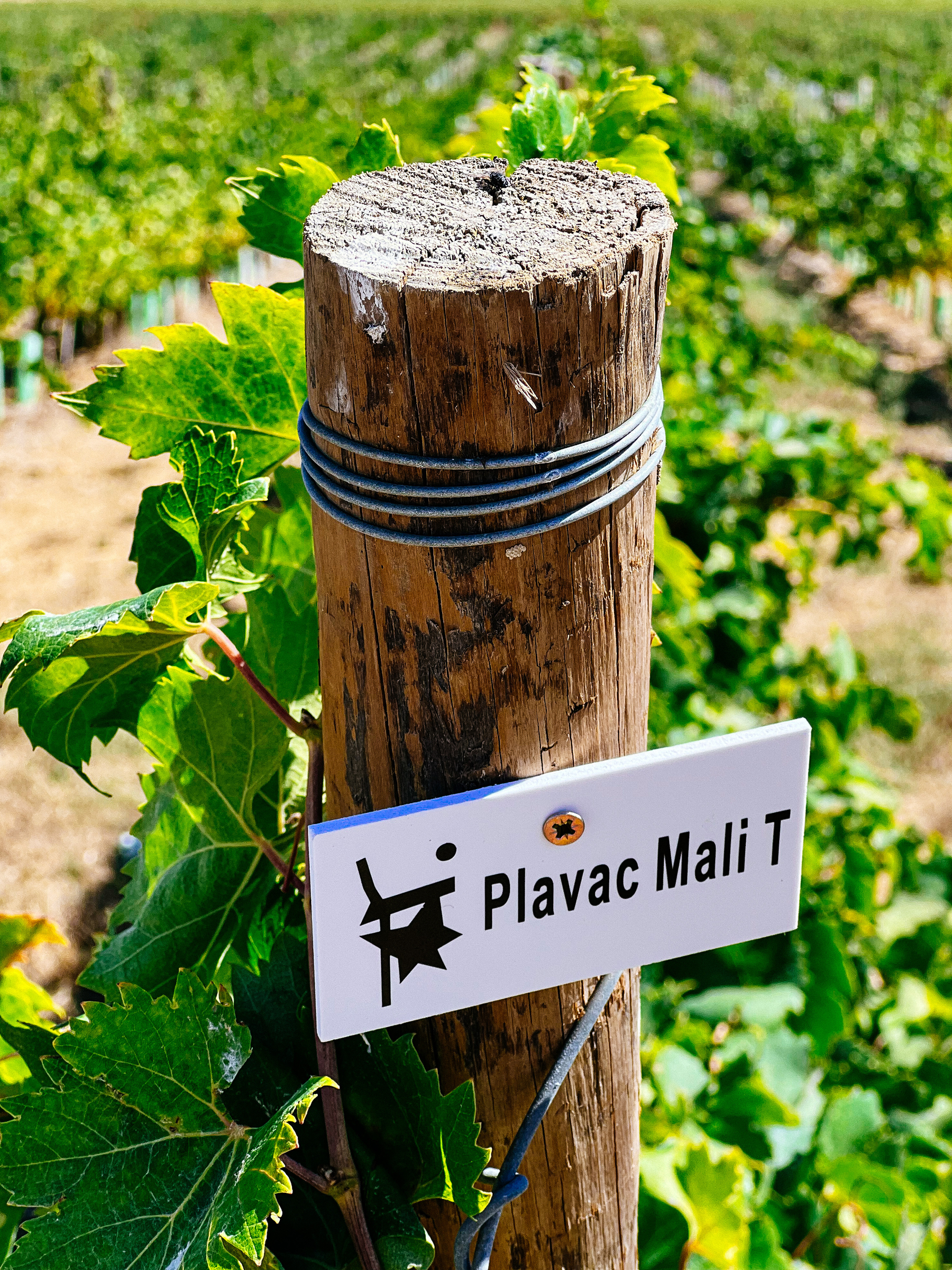 vineyard with a sign with the words “Plavac Mali T” on it