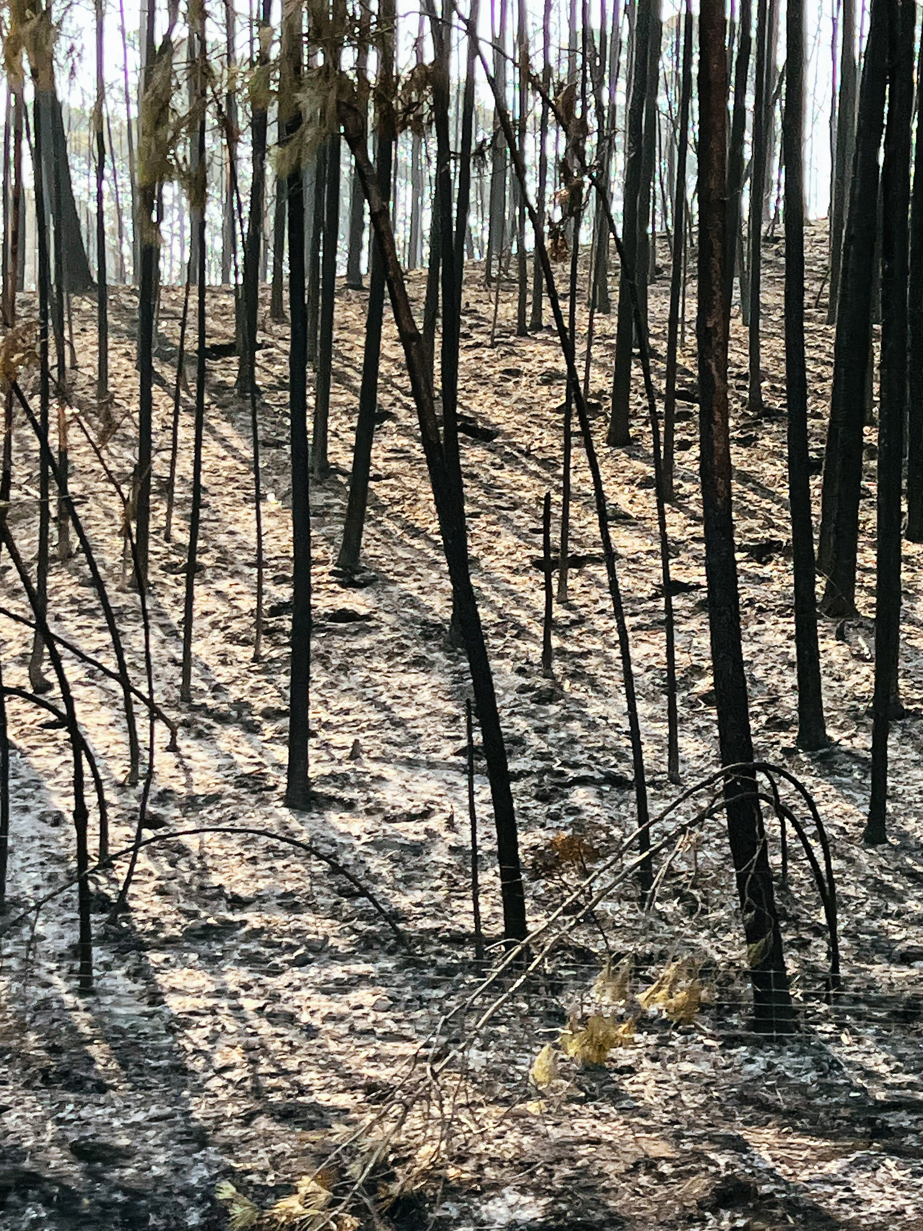 Burnt trees. 