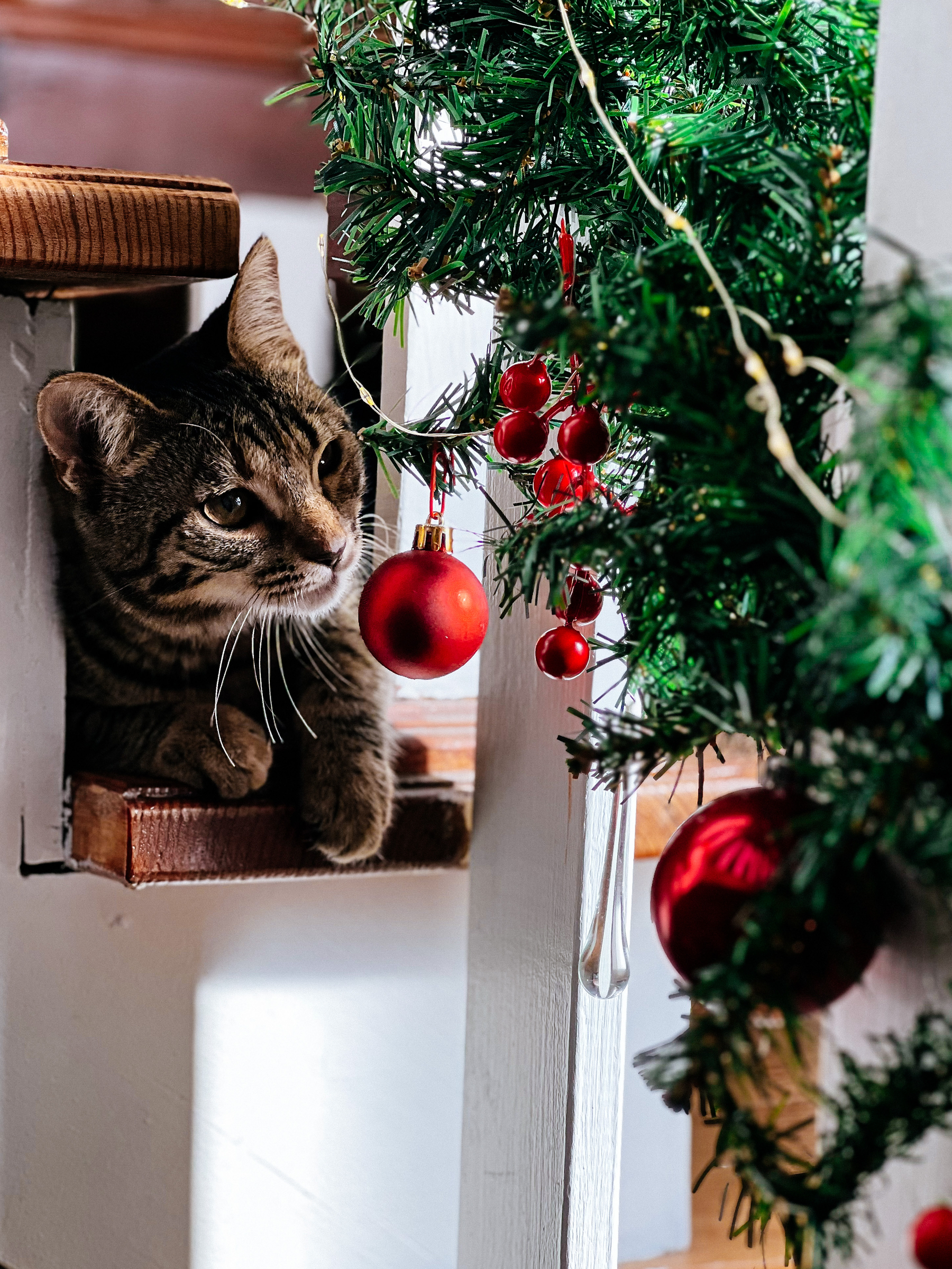 A cat looking at Christmas decorations. 