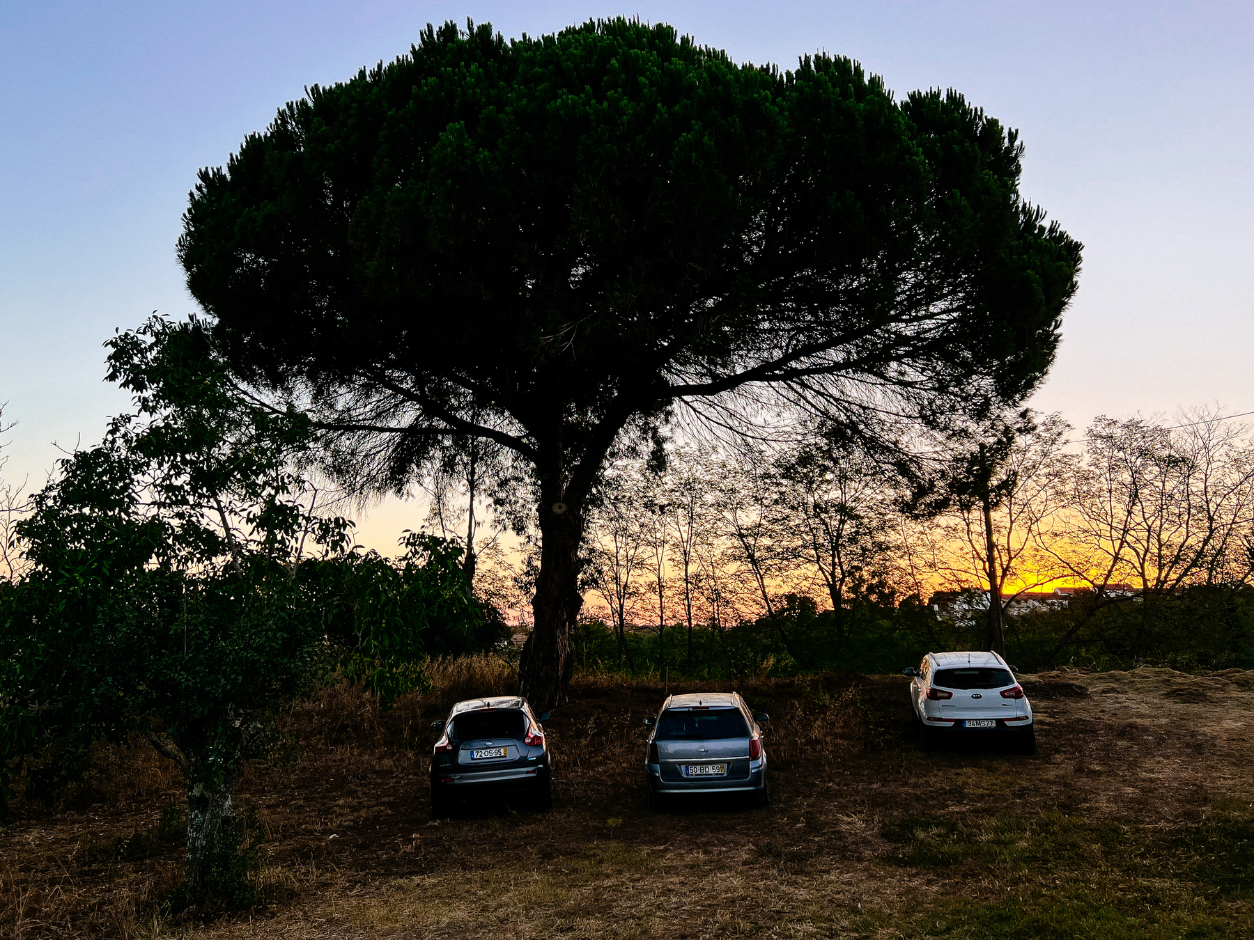 A big tree with three cars parked under it.