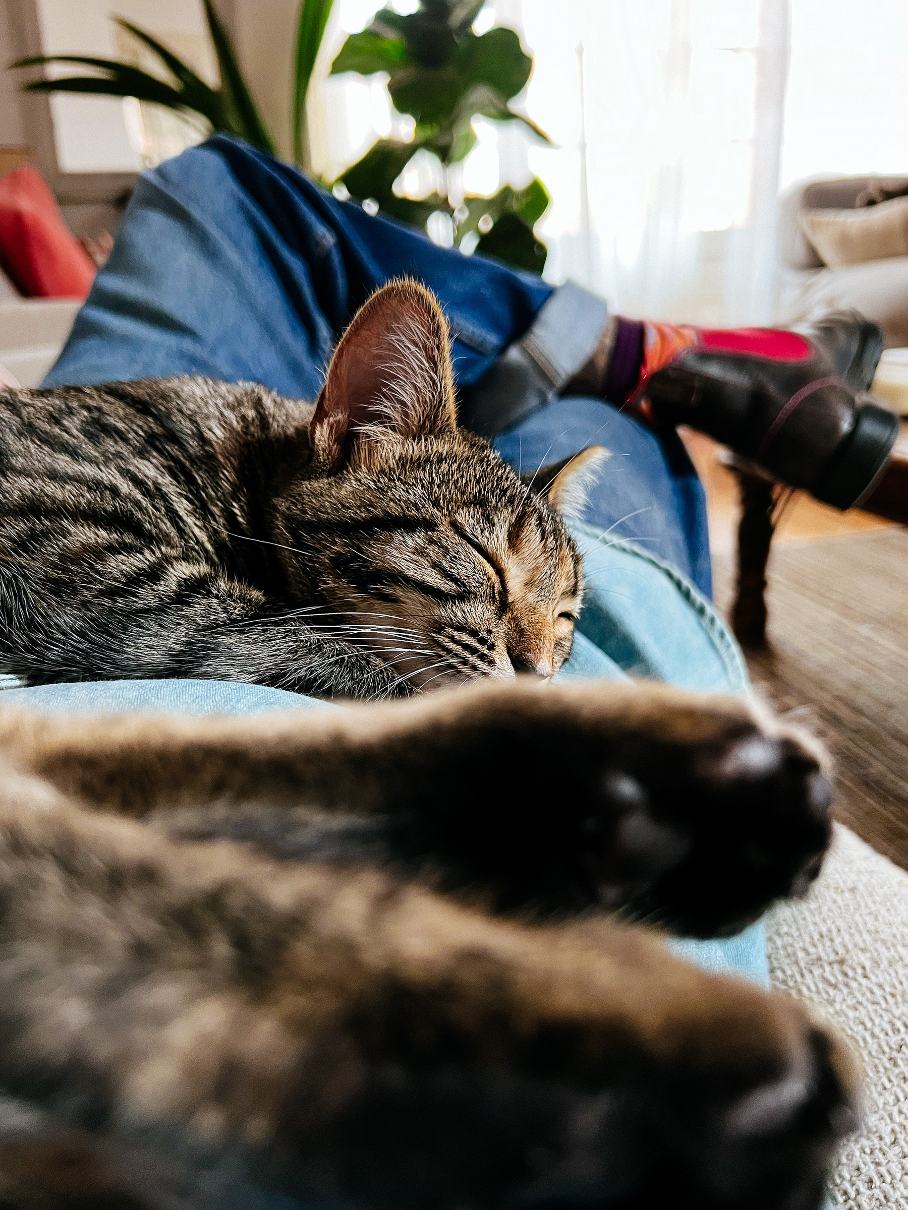 a cat sleeping on a man’s lap