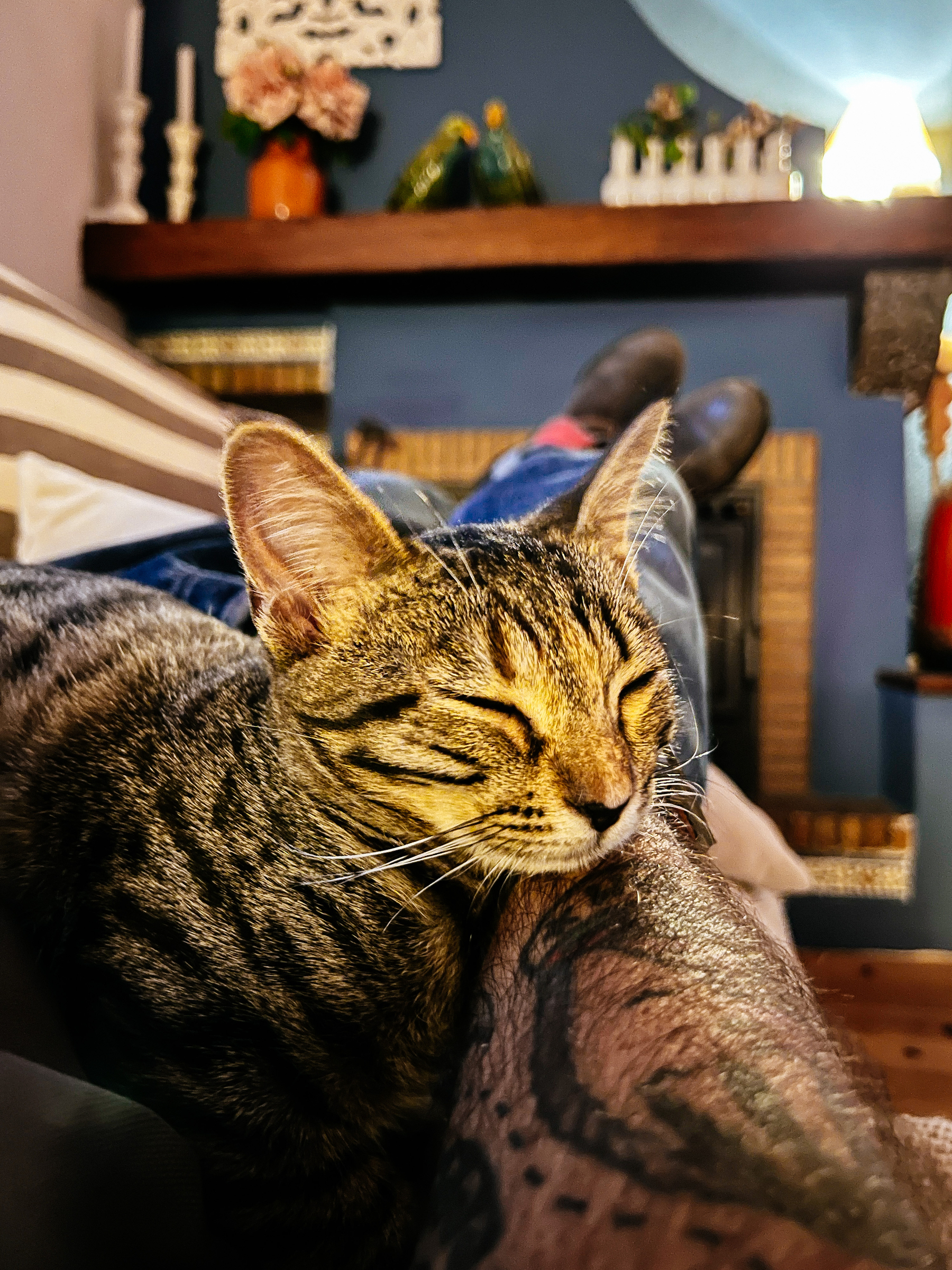 a cat sleeping, using my arm as a pillow