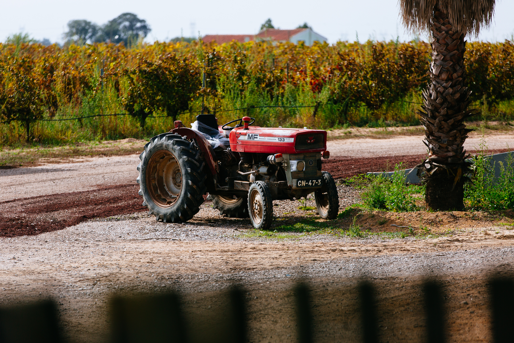 A lonely vintage tractor parked by a palm tree, vineyard in the back 