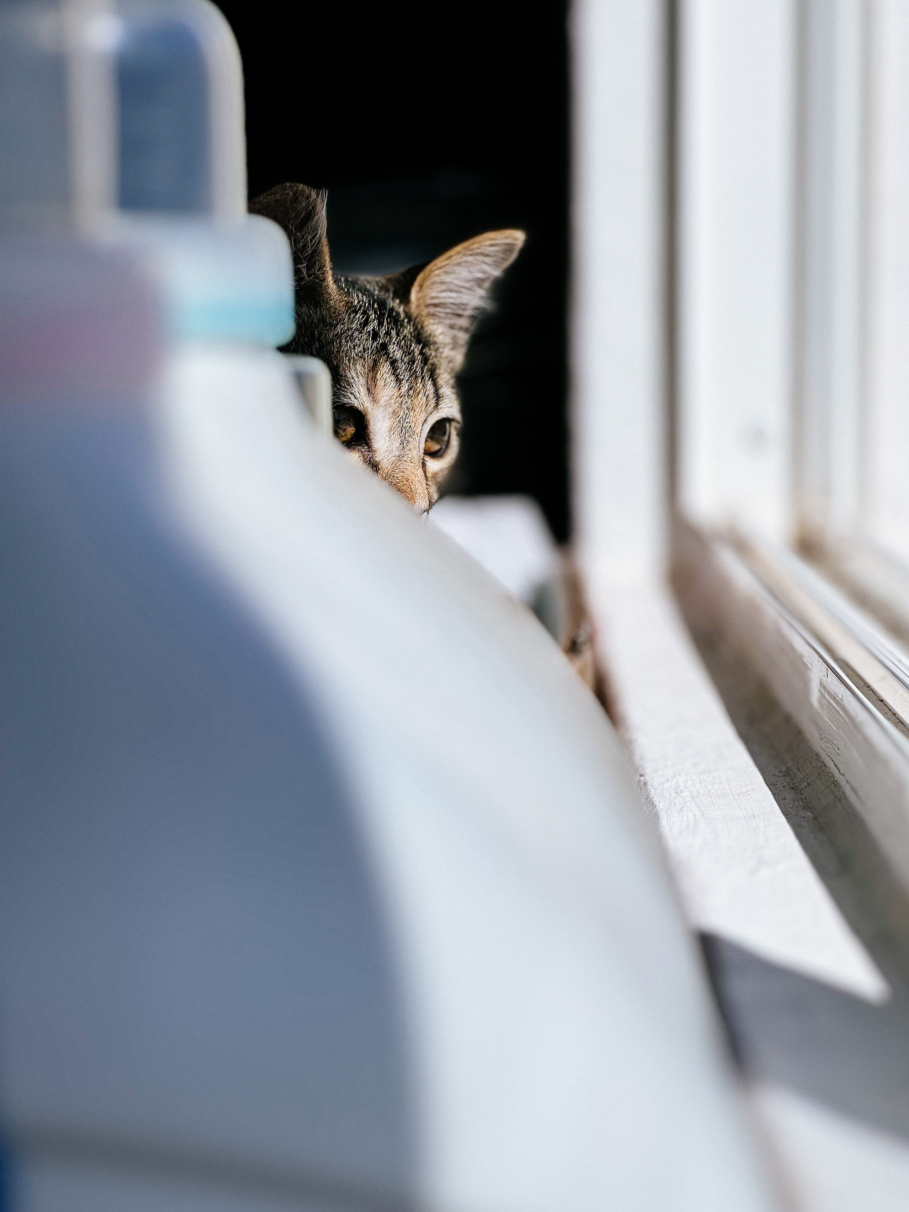 a kitten peeking from behind detergent bottles