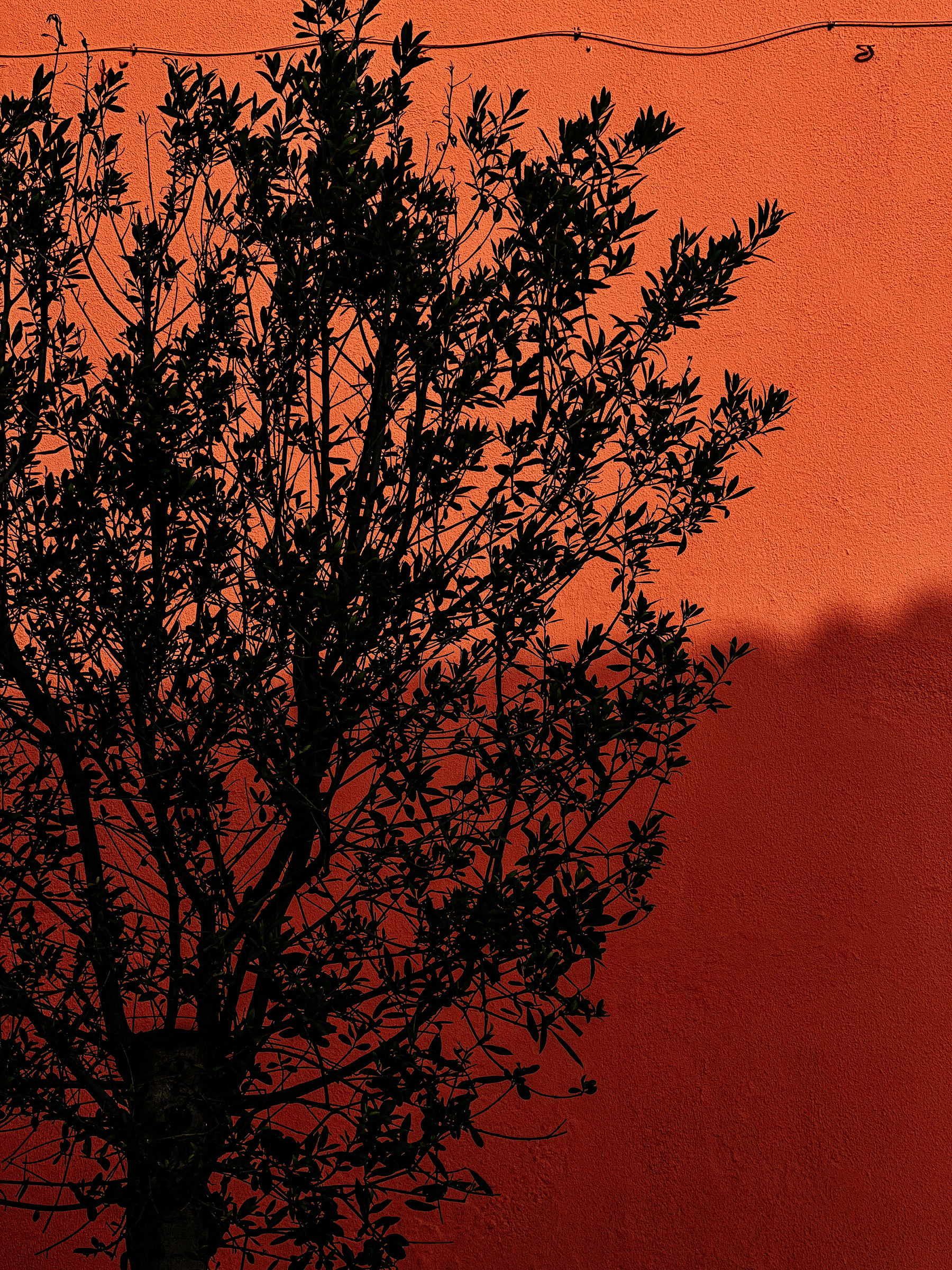 a small tree silhouette with a redish wall behind it