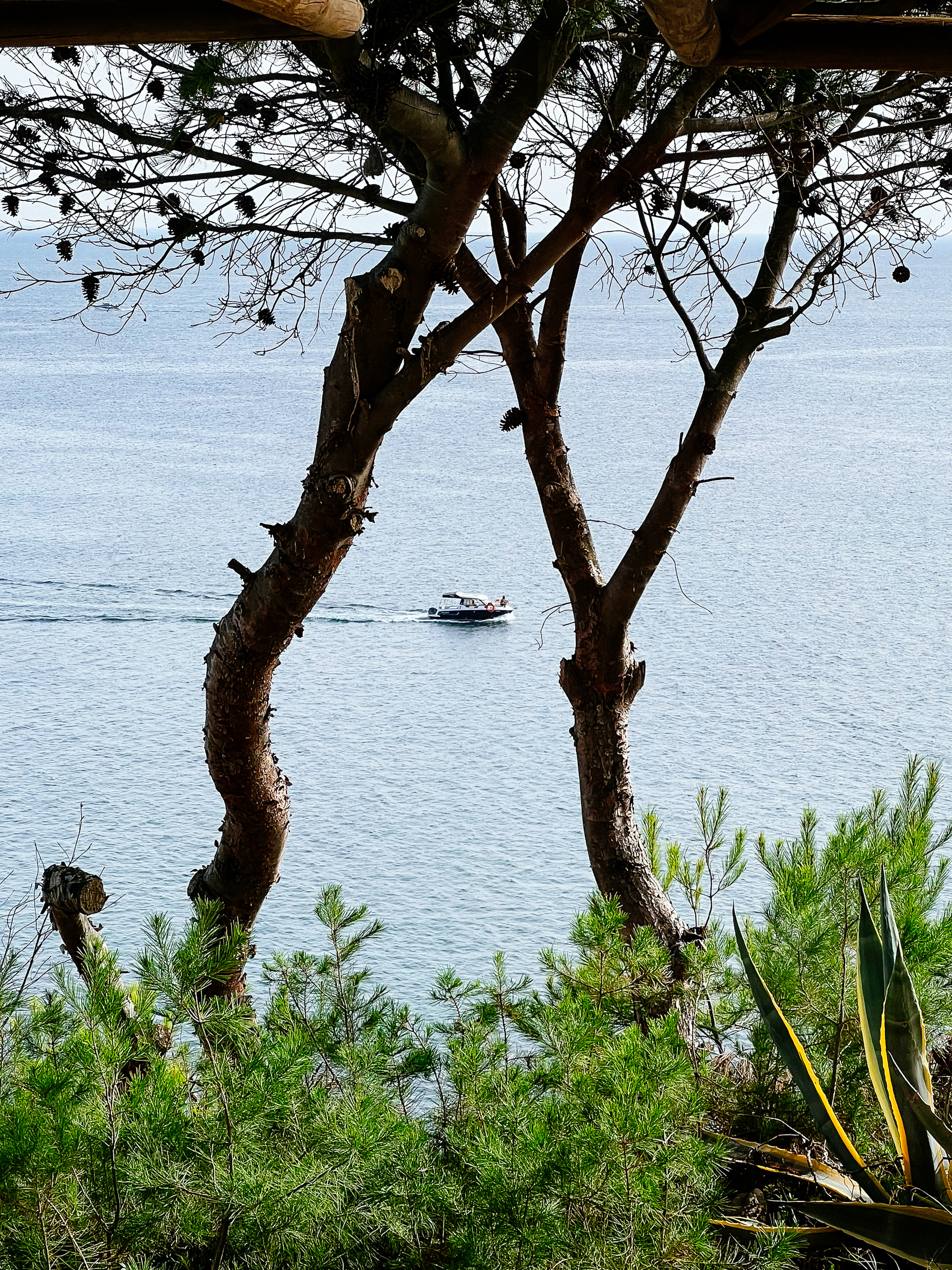 A boat in the sea, viewed from land, with vegetation in the foreground