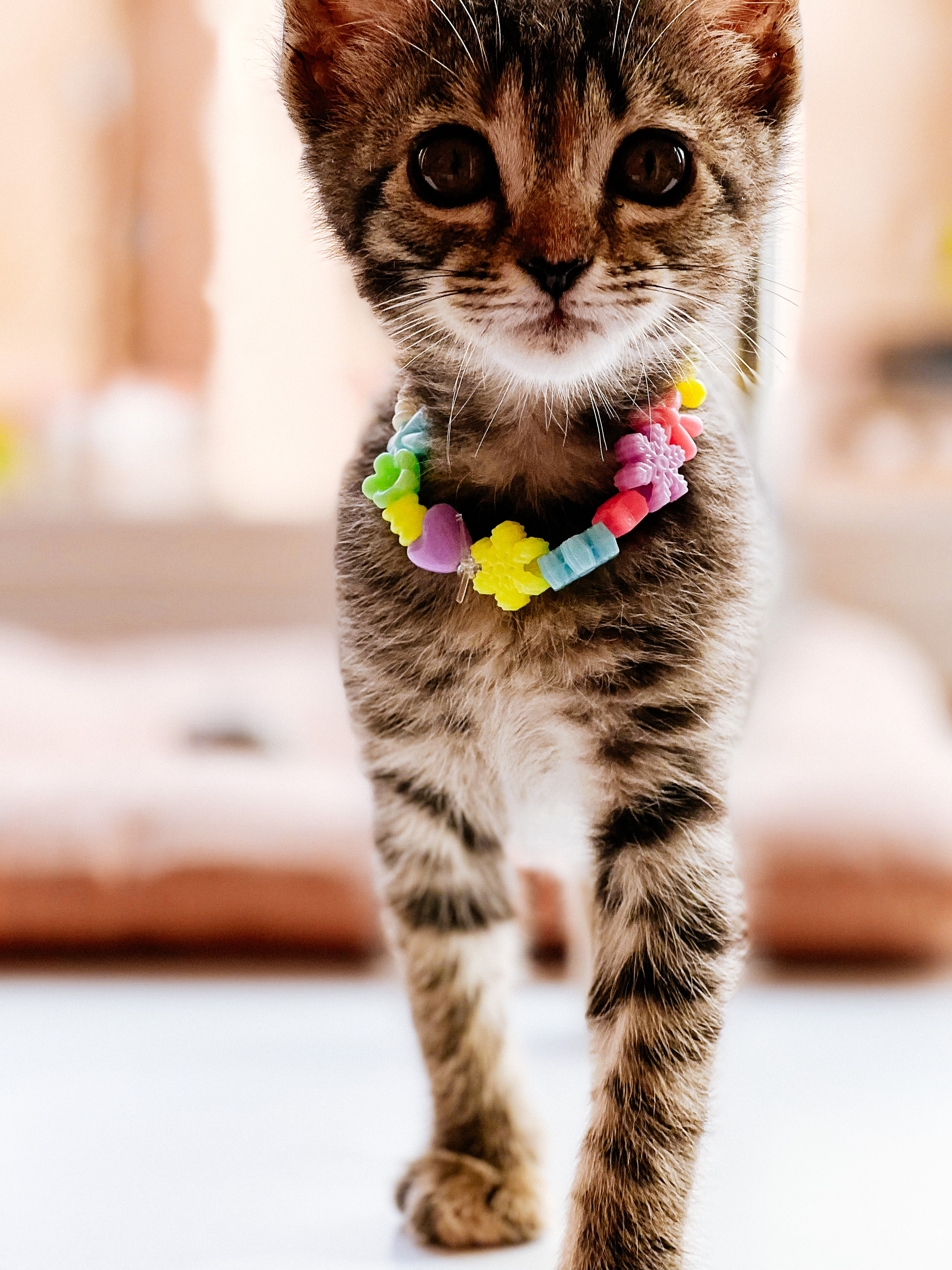 A kitten with a necklace