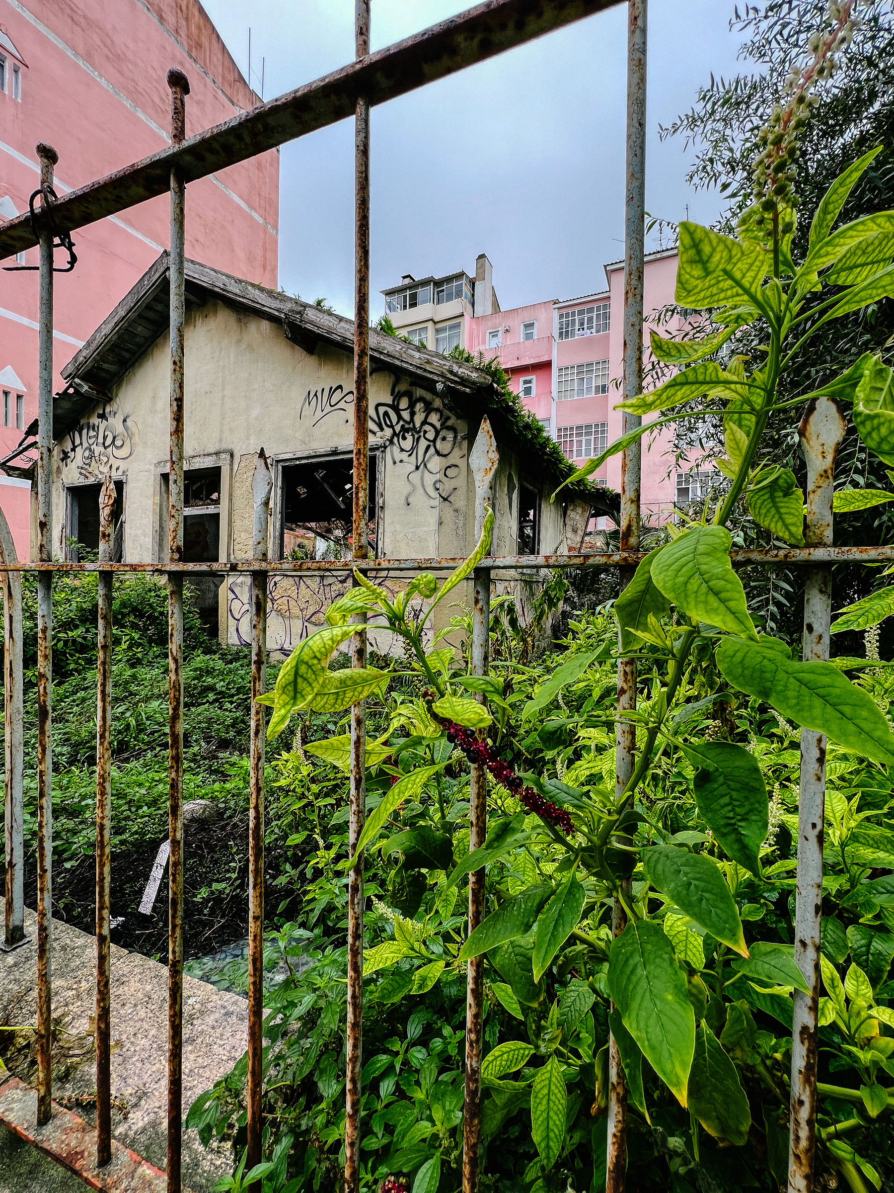 An abandoned house, with an iron fence and weed growing everywhere