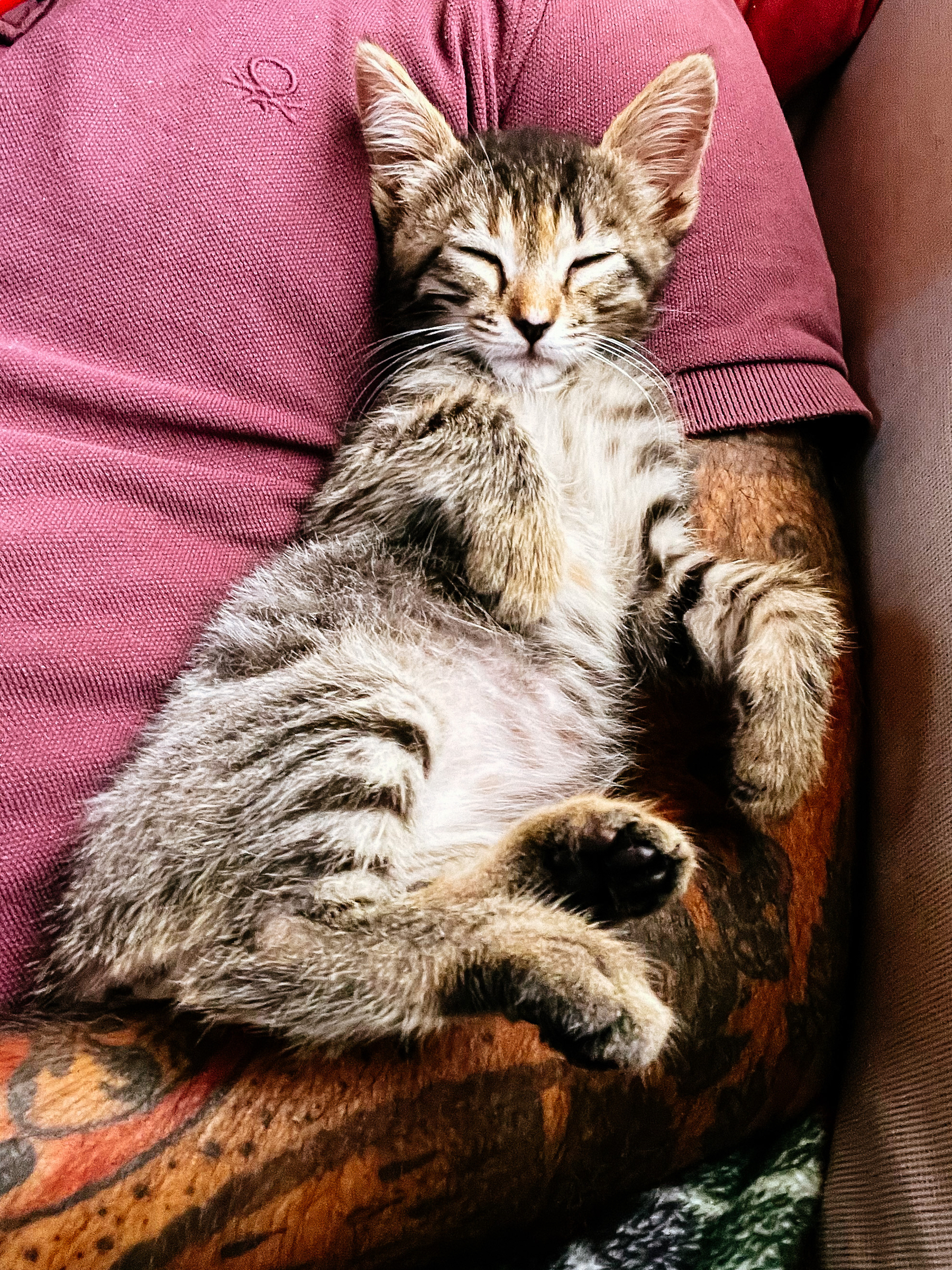 a kitten sleeps laying on a man