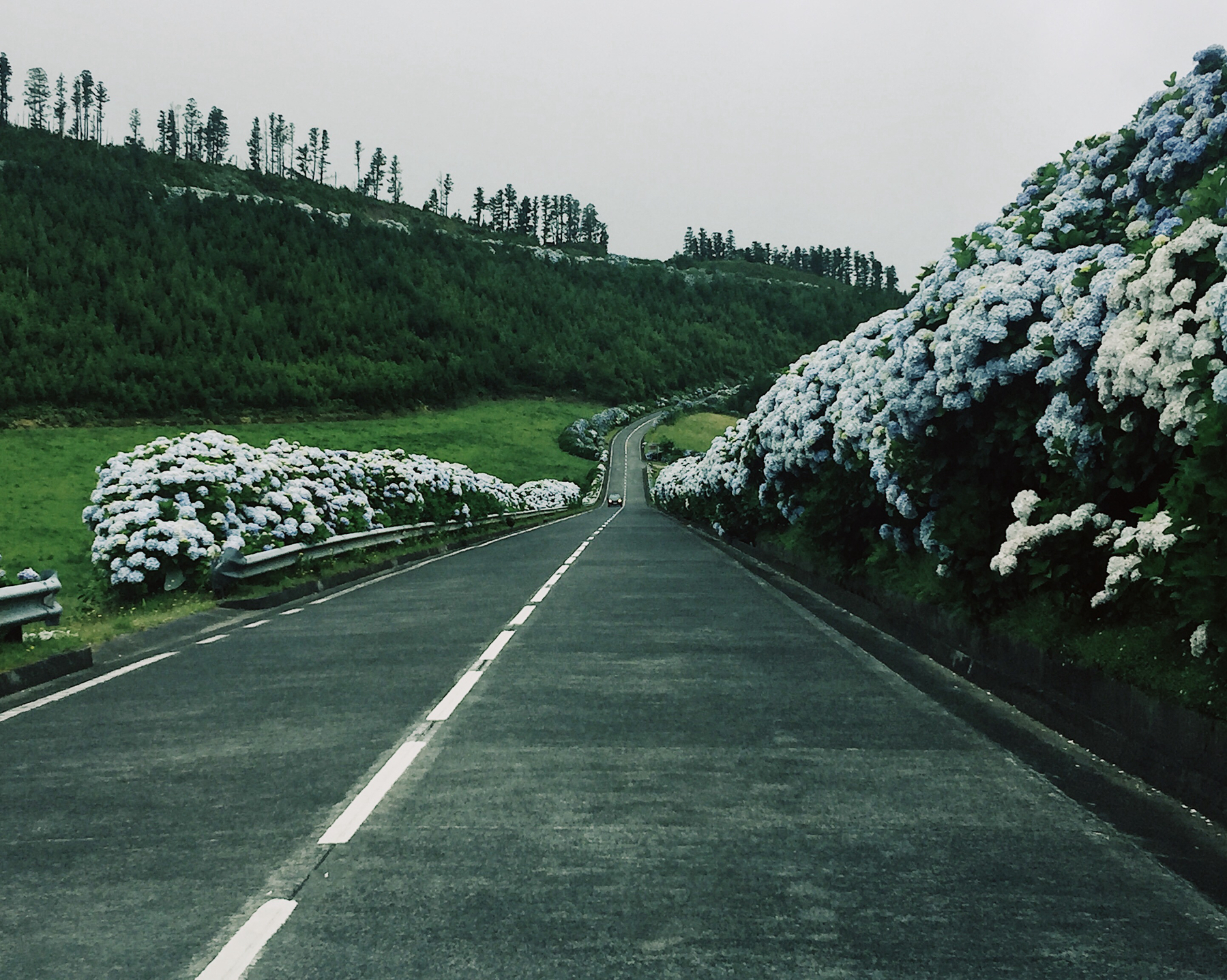 A road with flowers on both sides. 