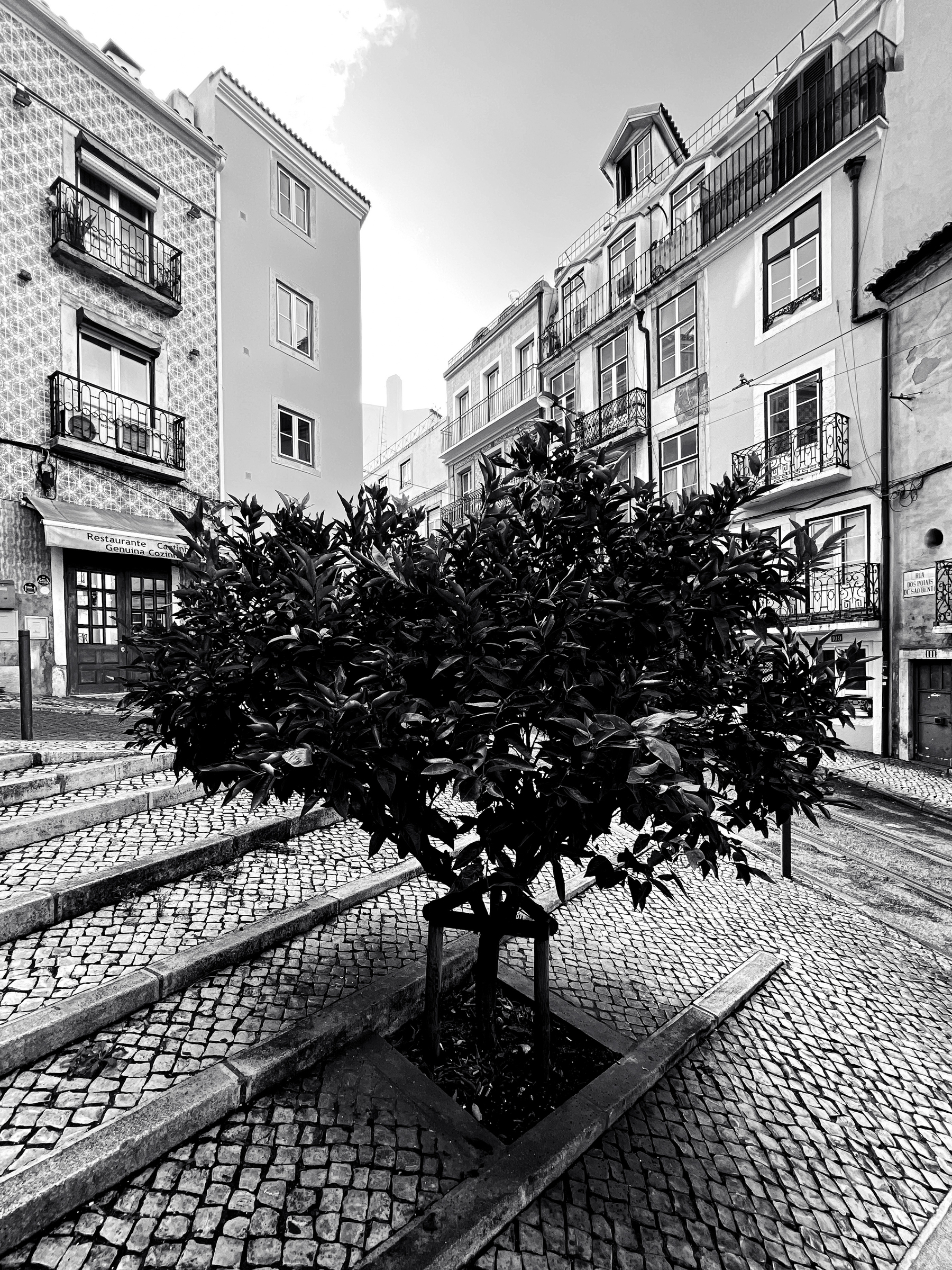 Black and white photo, a small tree on a stairway, classic Lisbon architecture behind it. 