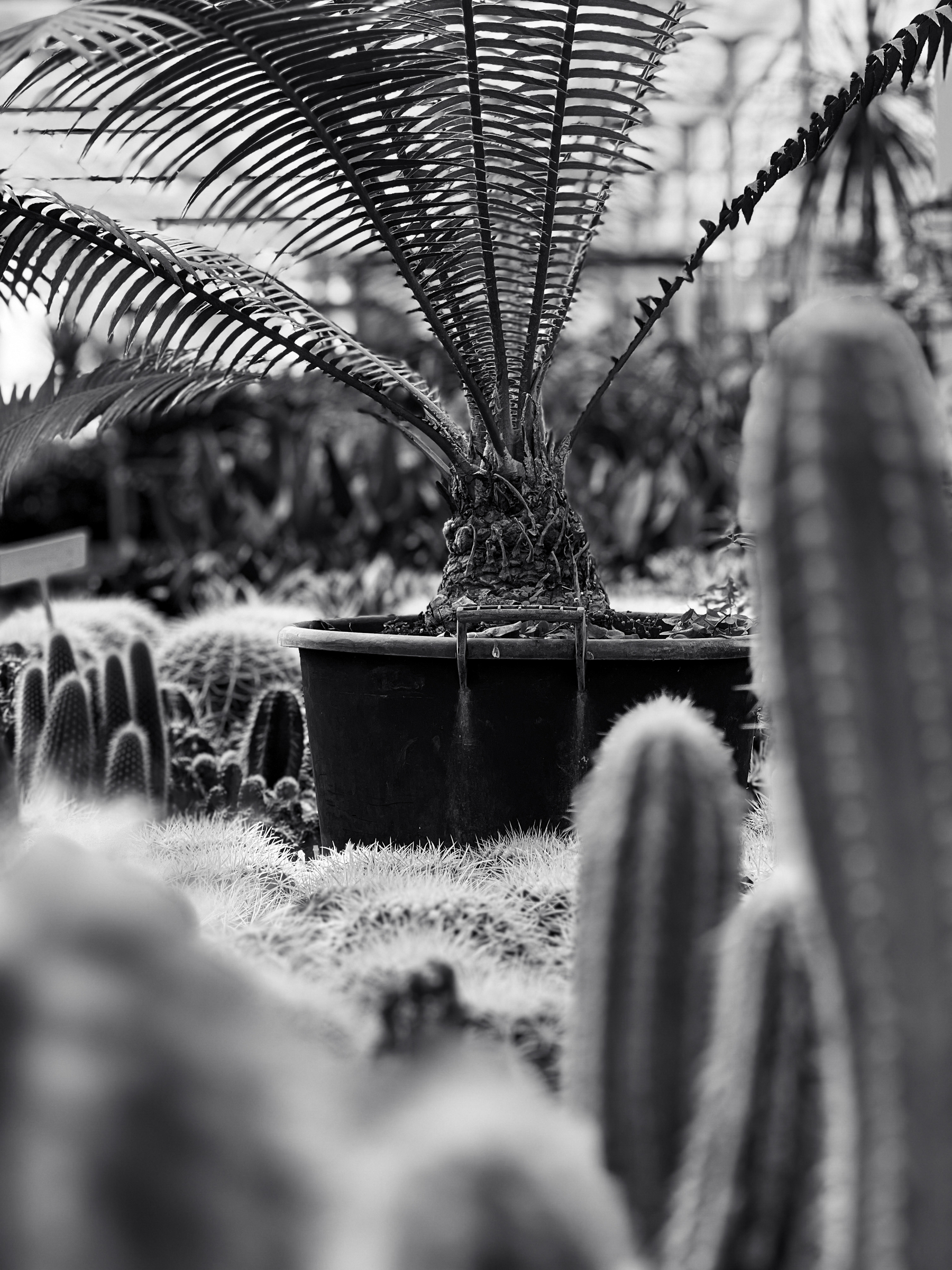 Black and white photo of a small palm tree and cacti. 