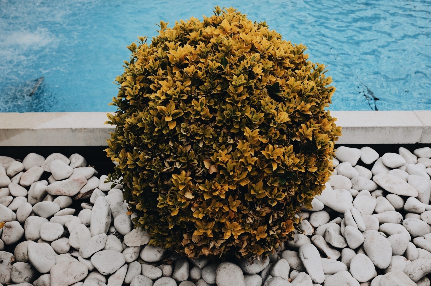 a round yellow potted plant, a pool in the background.