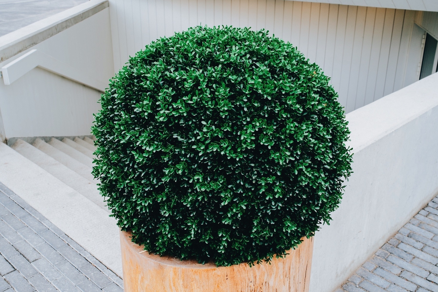 a round green potted plant, stairs in the background.
