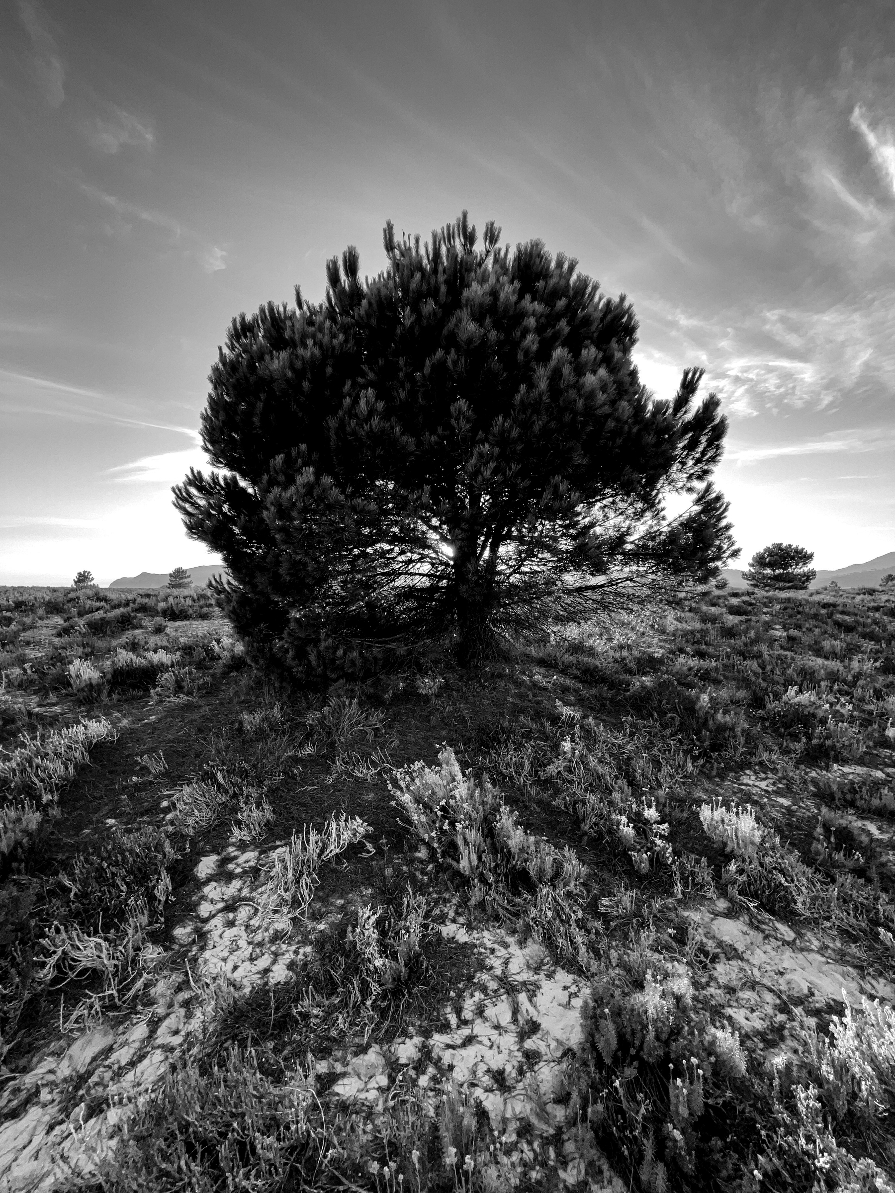 Black and white photo, a tree. 
