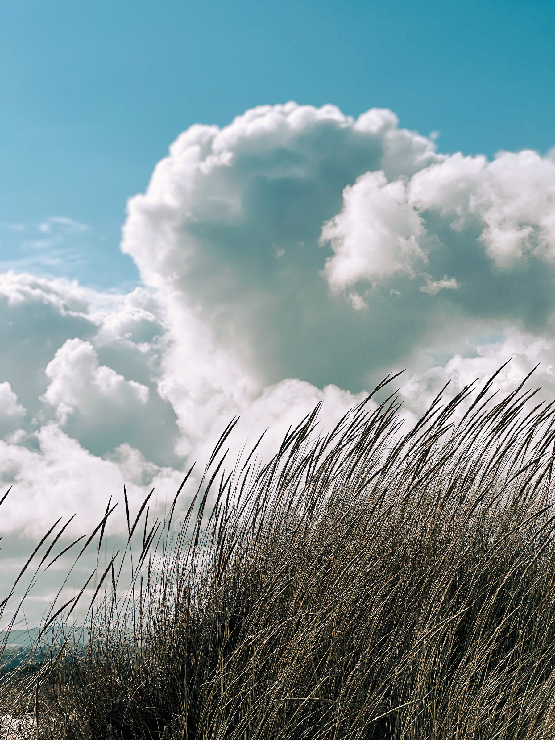 Clouds and beach vegetation. 