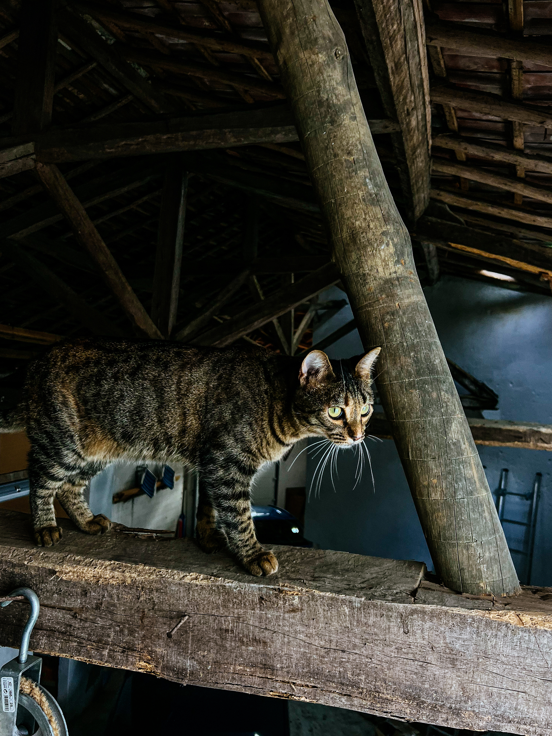 A cat standing on a wooden beam. 