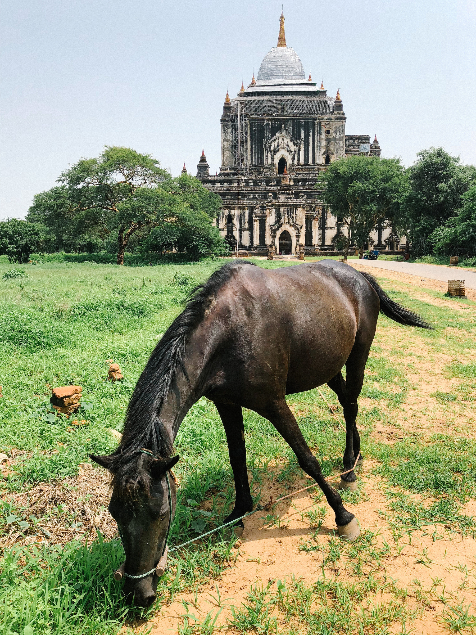 A horse grazing, with a temple in the background. 