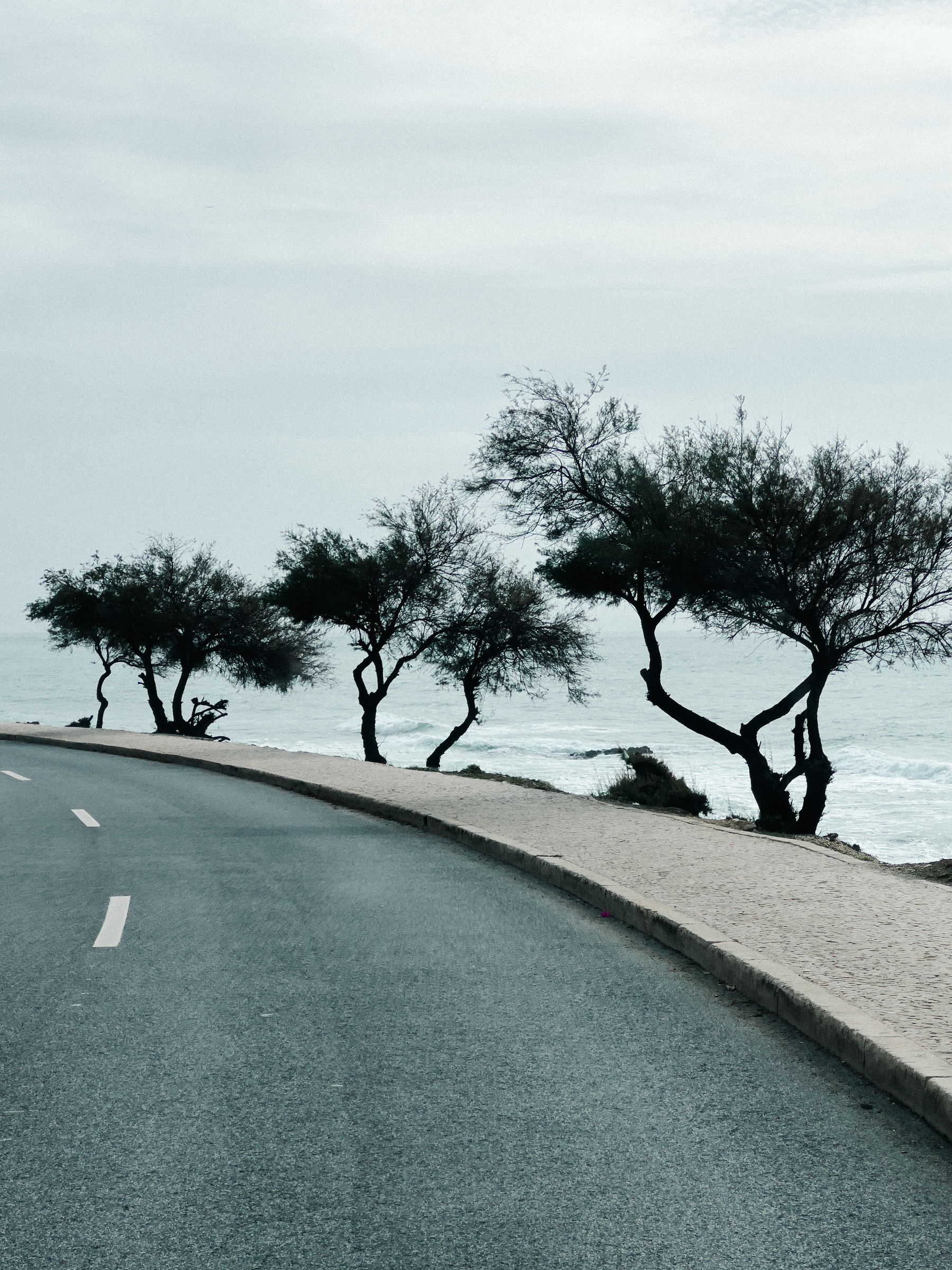 Three trees on the side of the road, ocean behind them. 