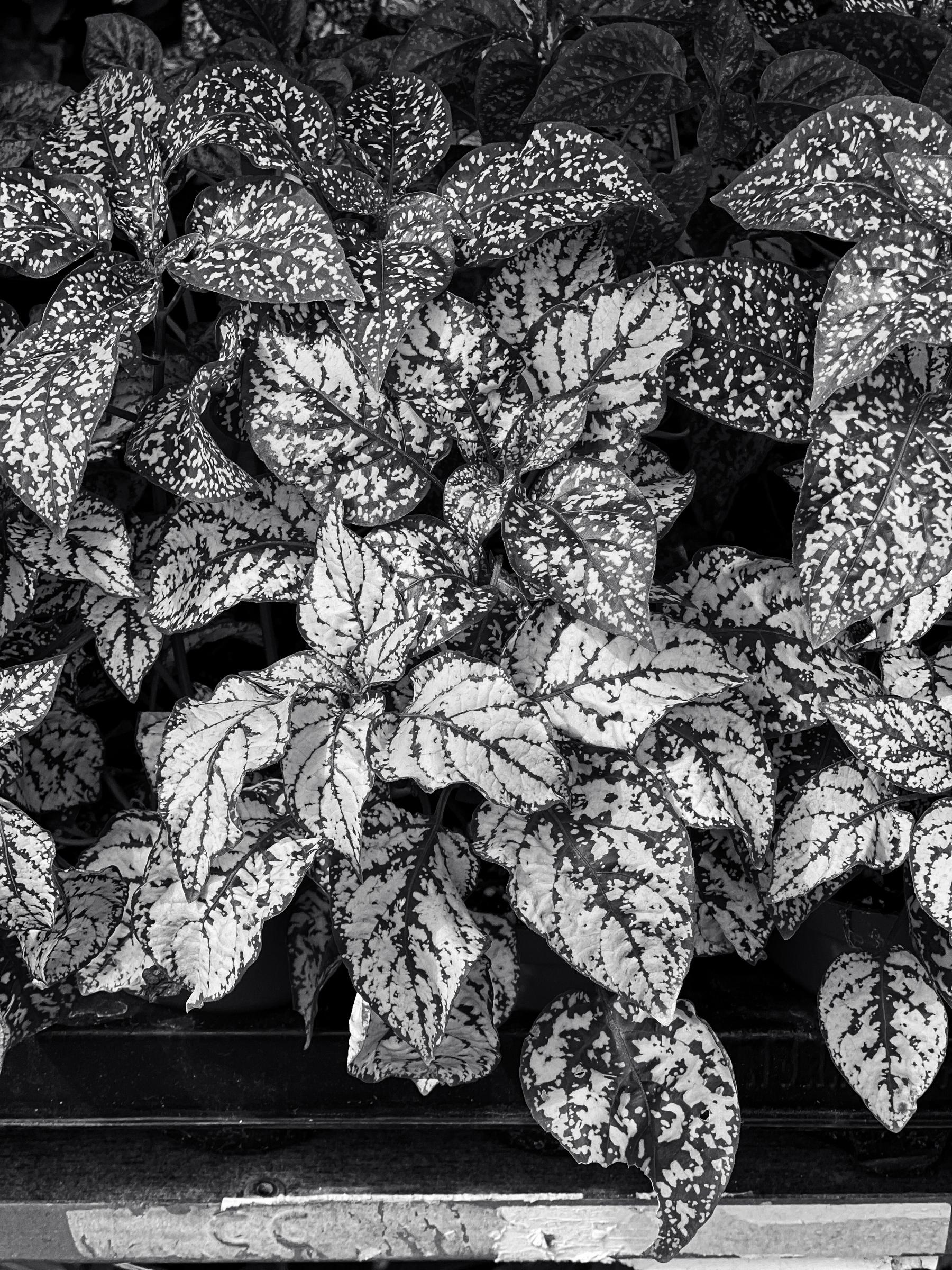 Black and white photo of leaves. 