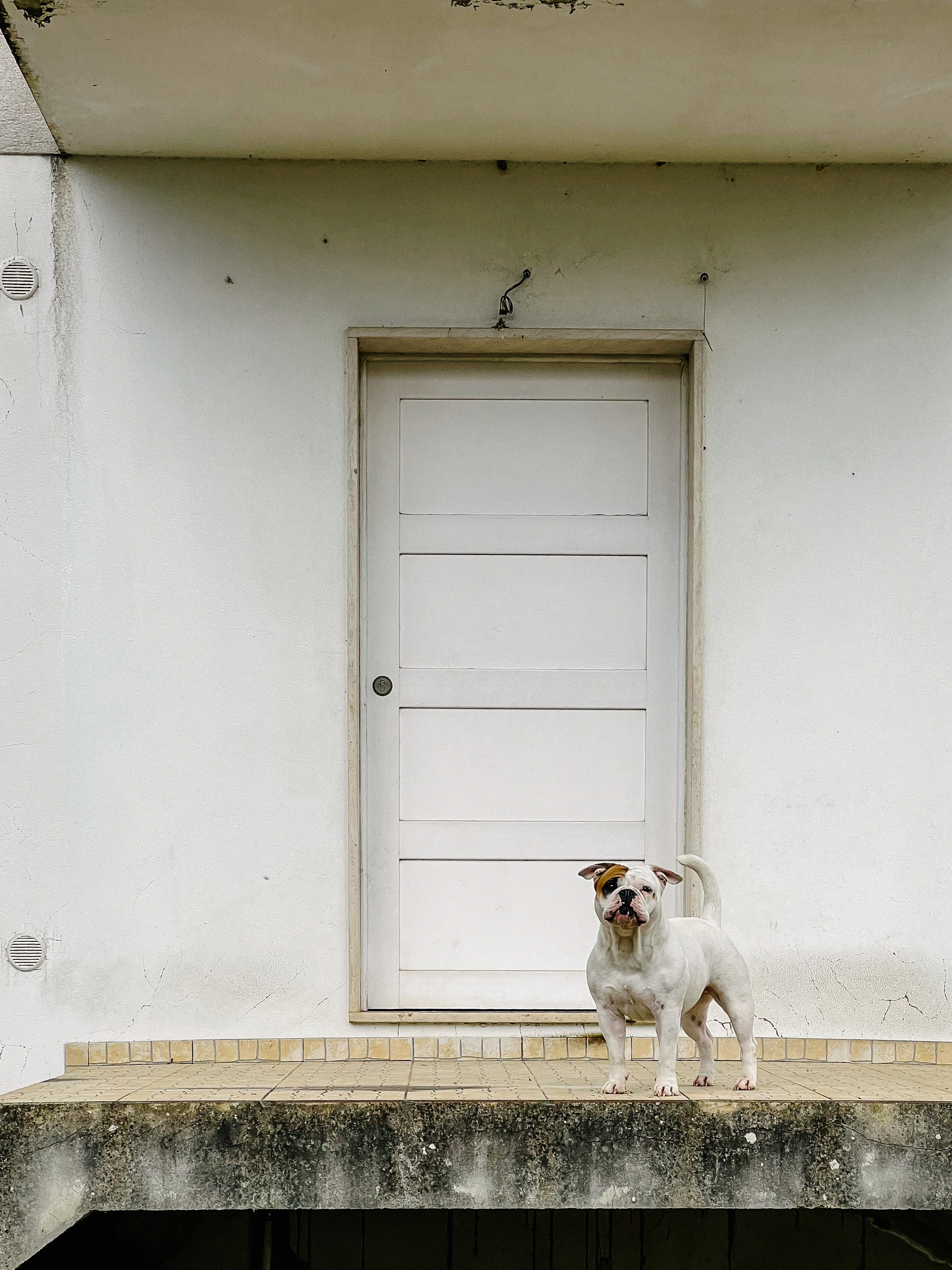 A dog looks at us in front of a door. 