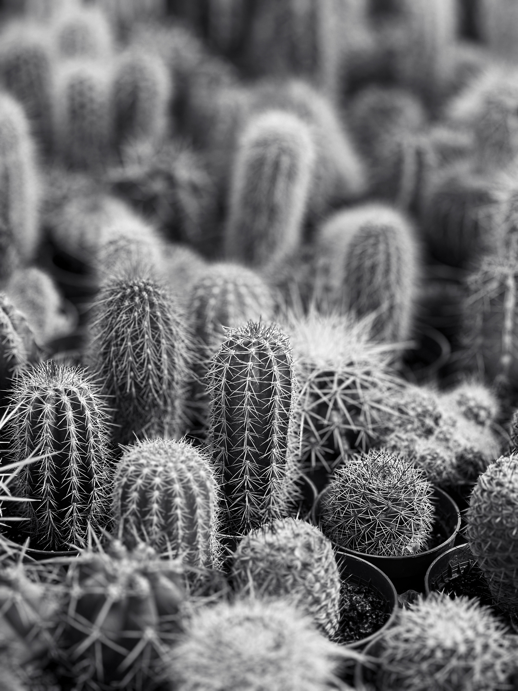 Black and white photo of cacti. 