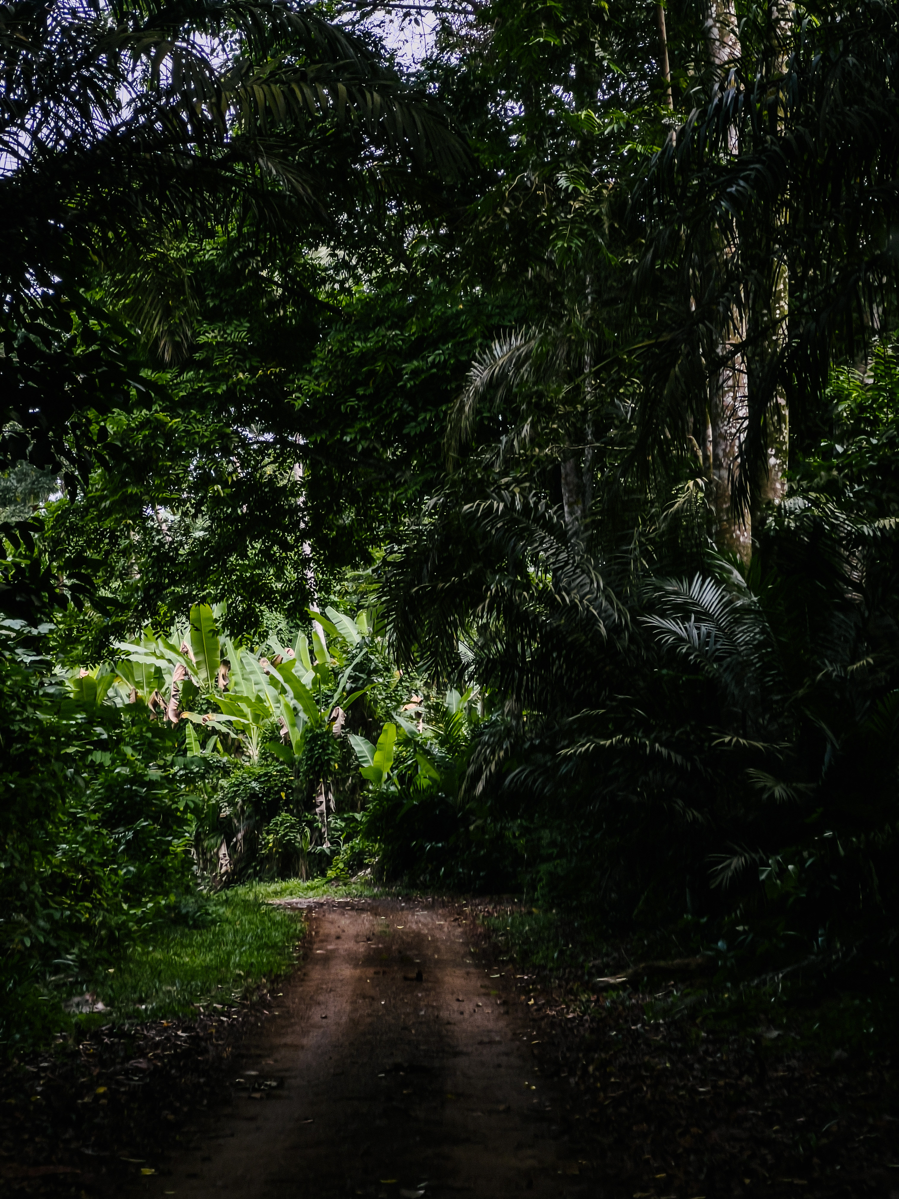 A dirt road in a dark forest. 