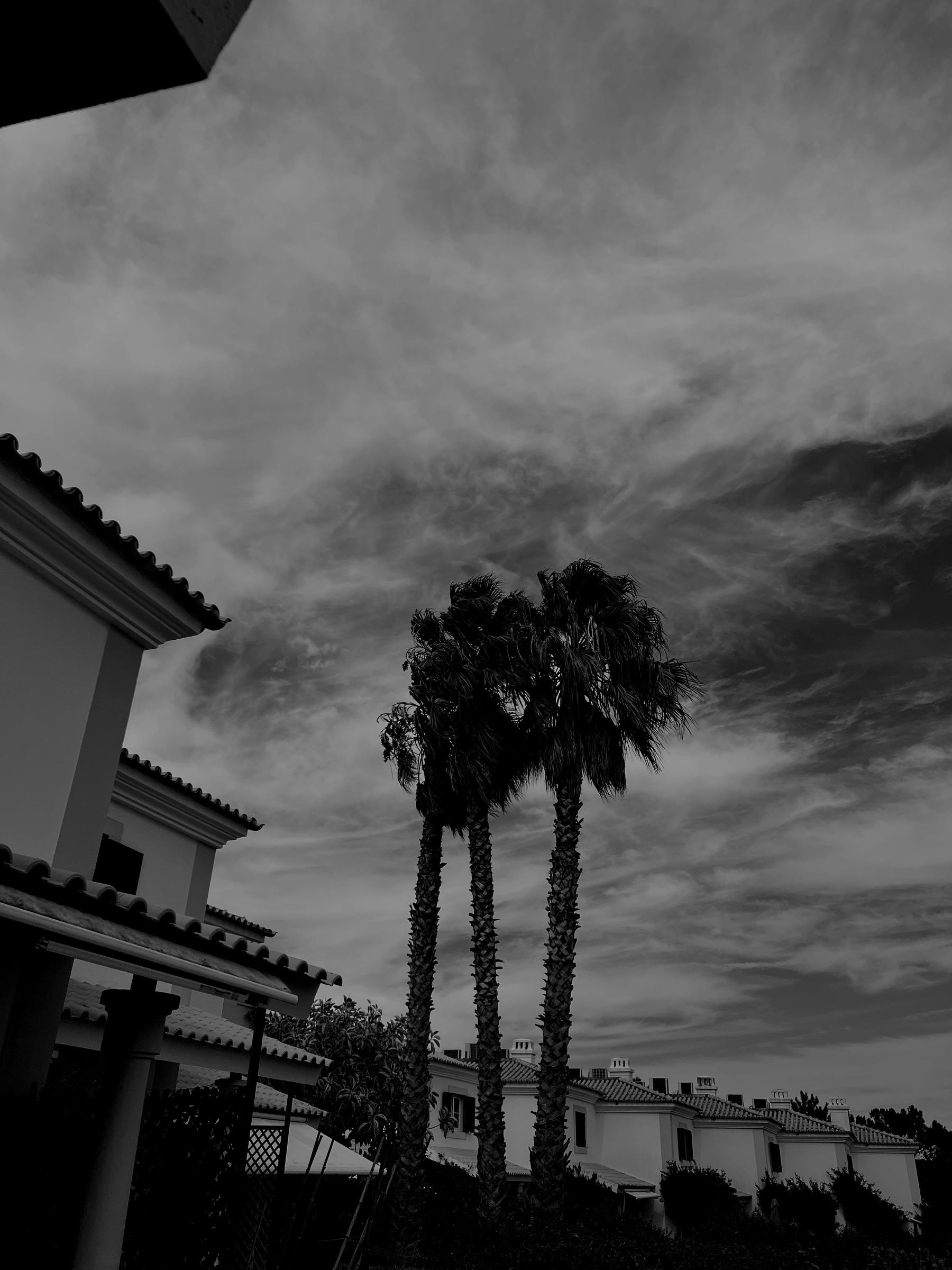 Black and white photo of palm trees and houses. 