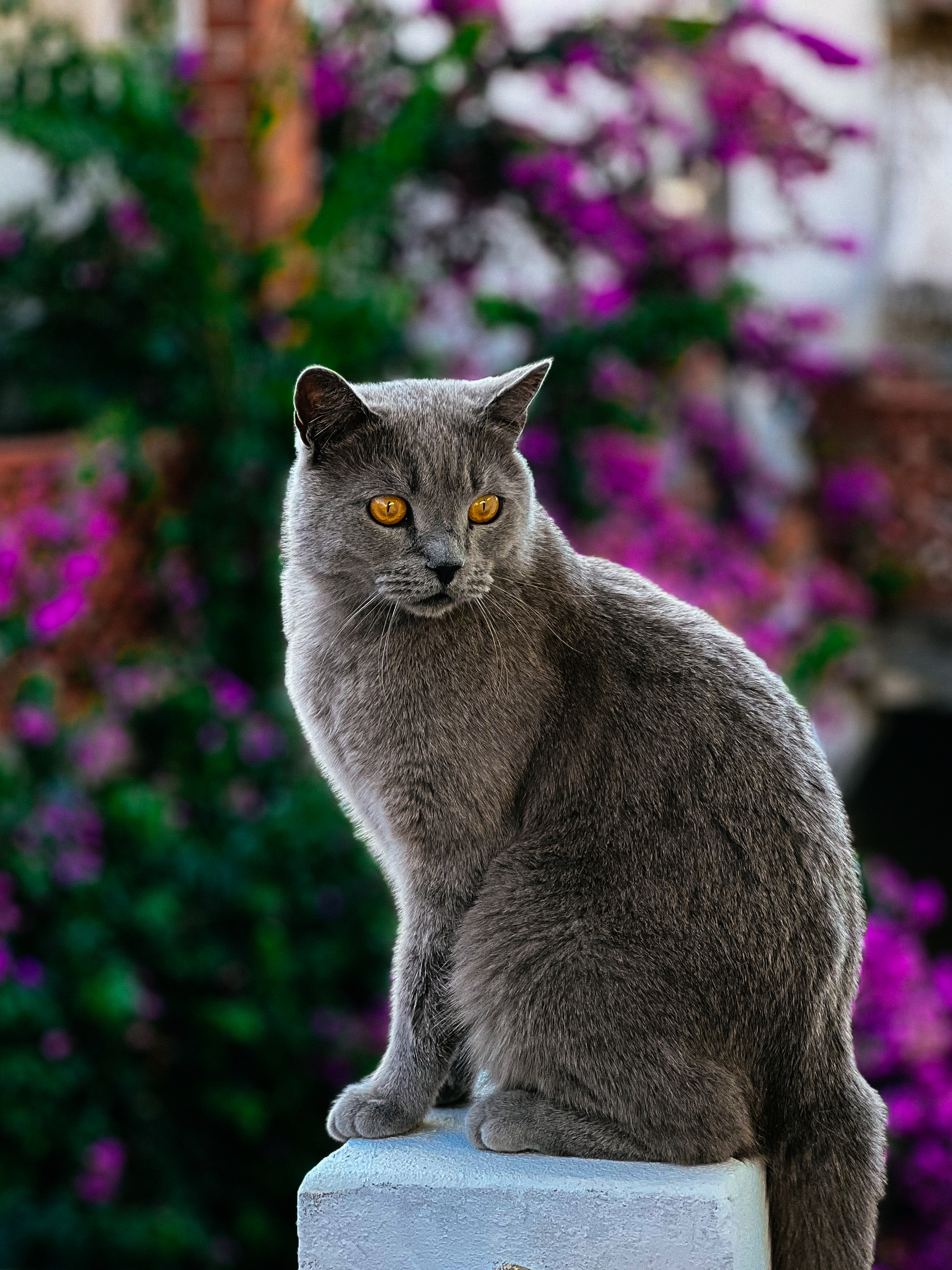 A beautiful gray cat. 
