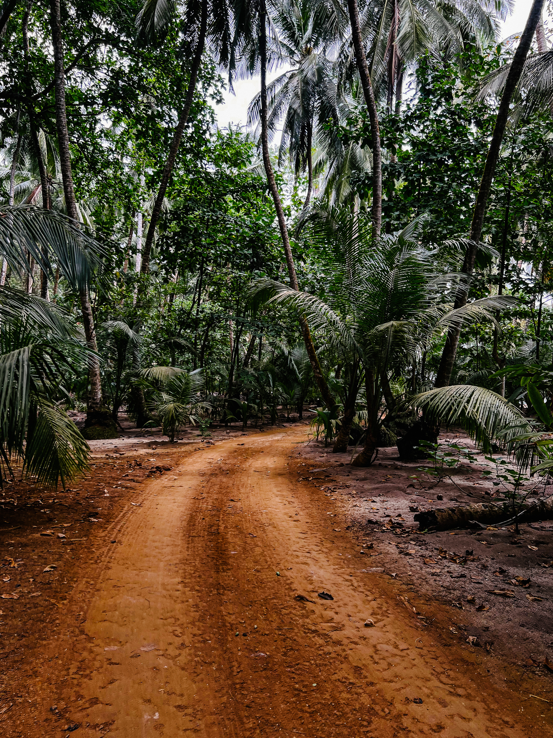 A path through a forest, plenty of palm trees around. 