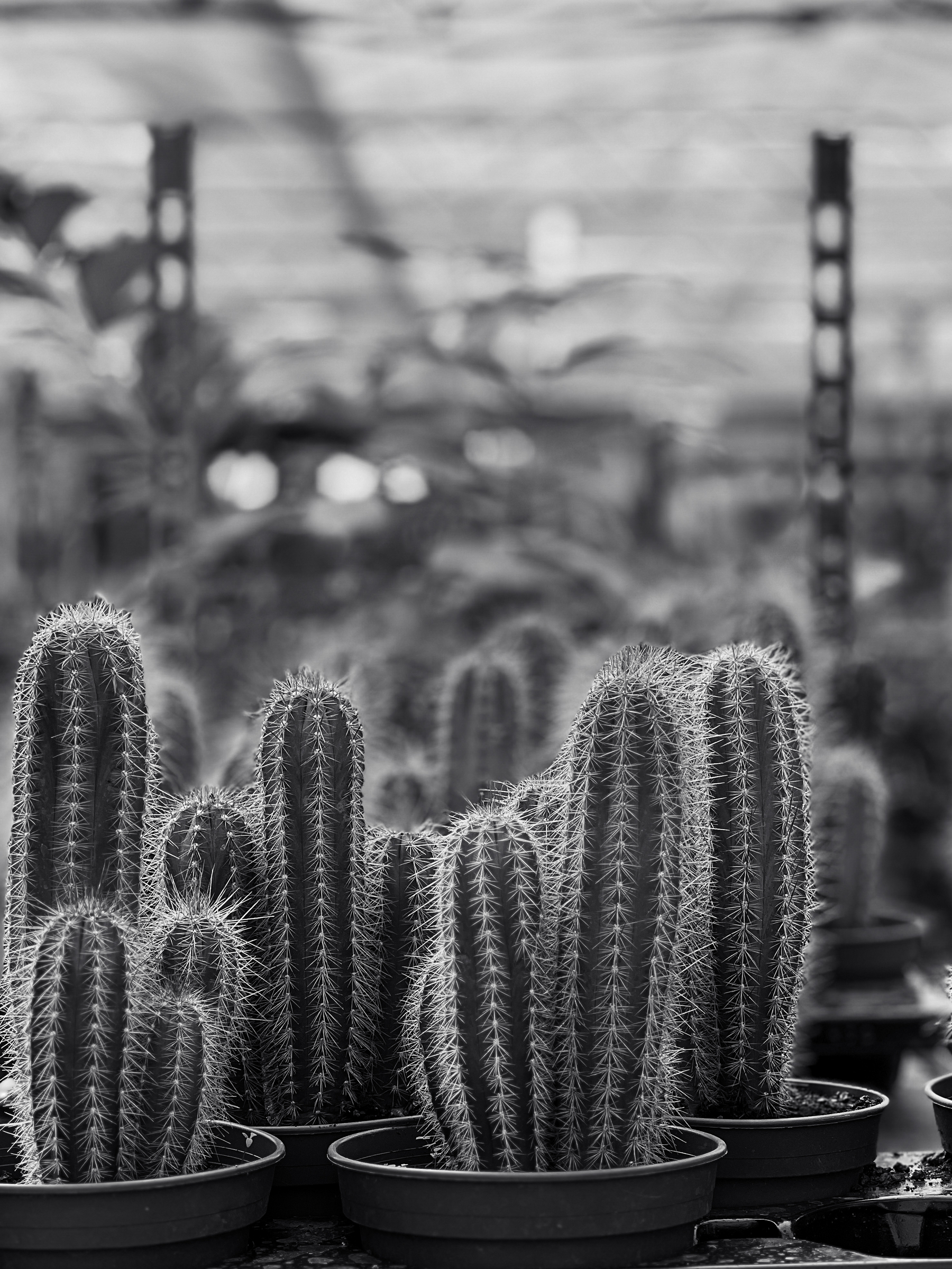 Black and white photo of cacti.