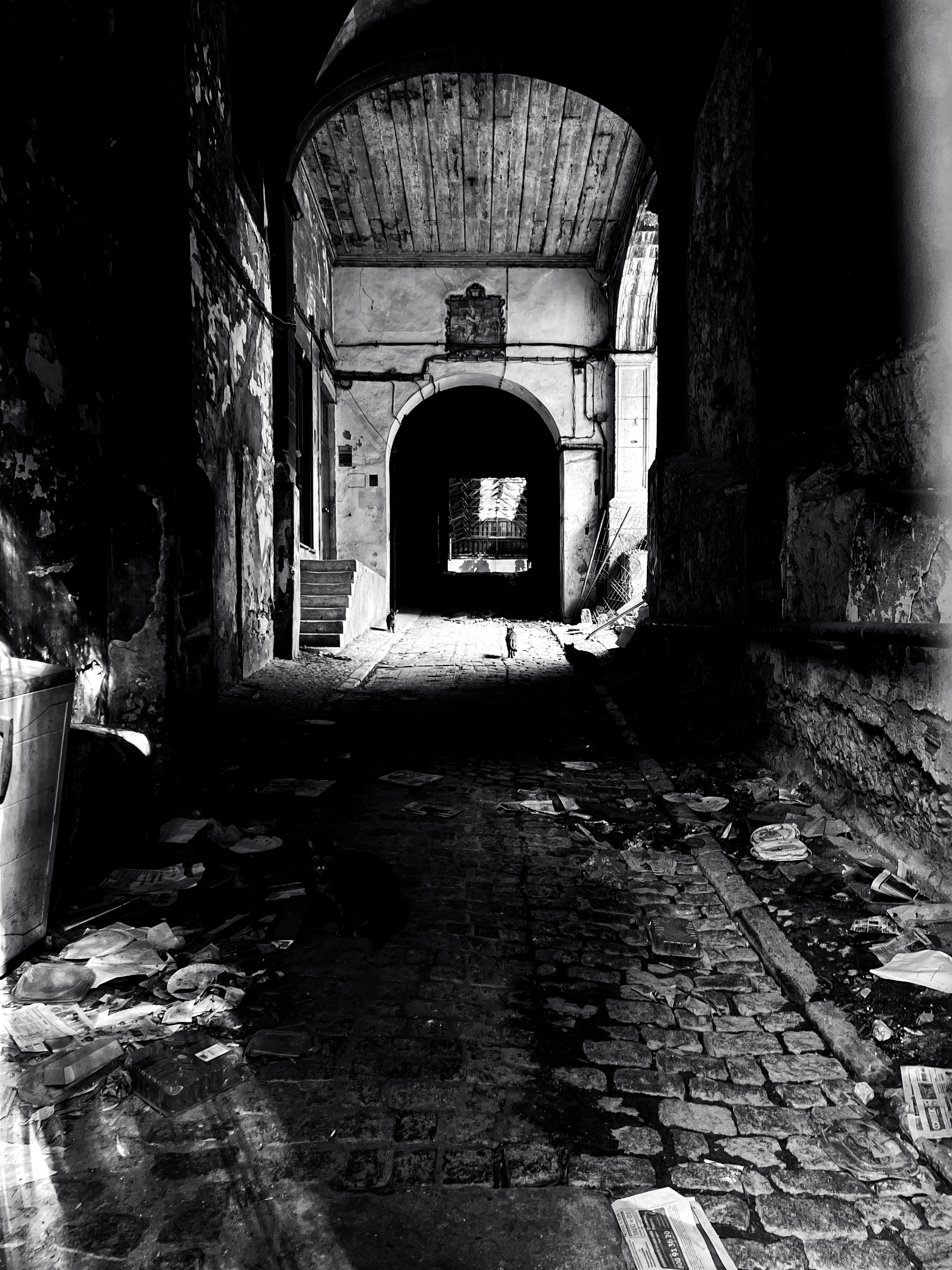 Black and white photo, dark alley with cats. 