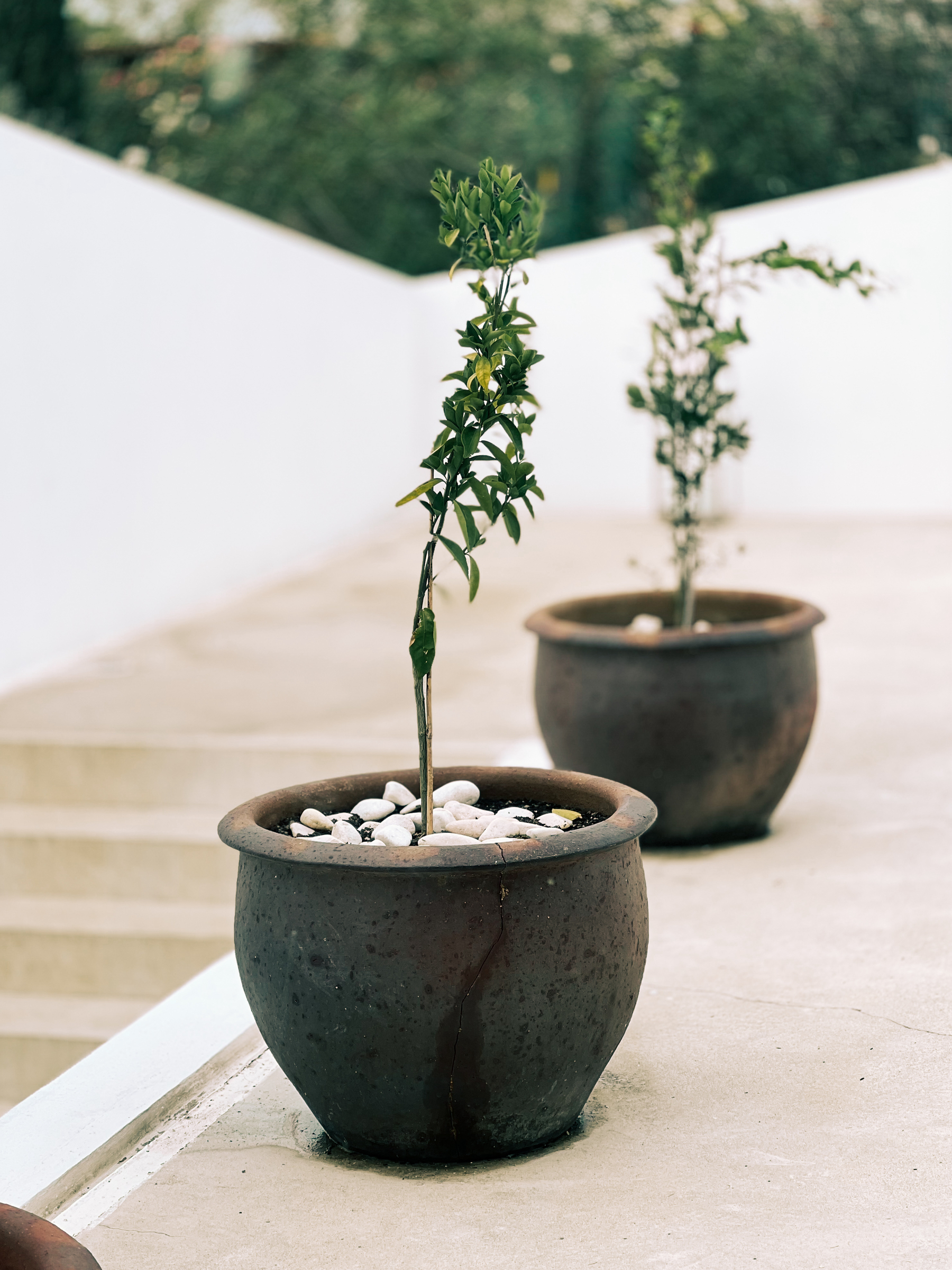 Trees in a patio. Potted ones. 