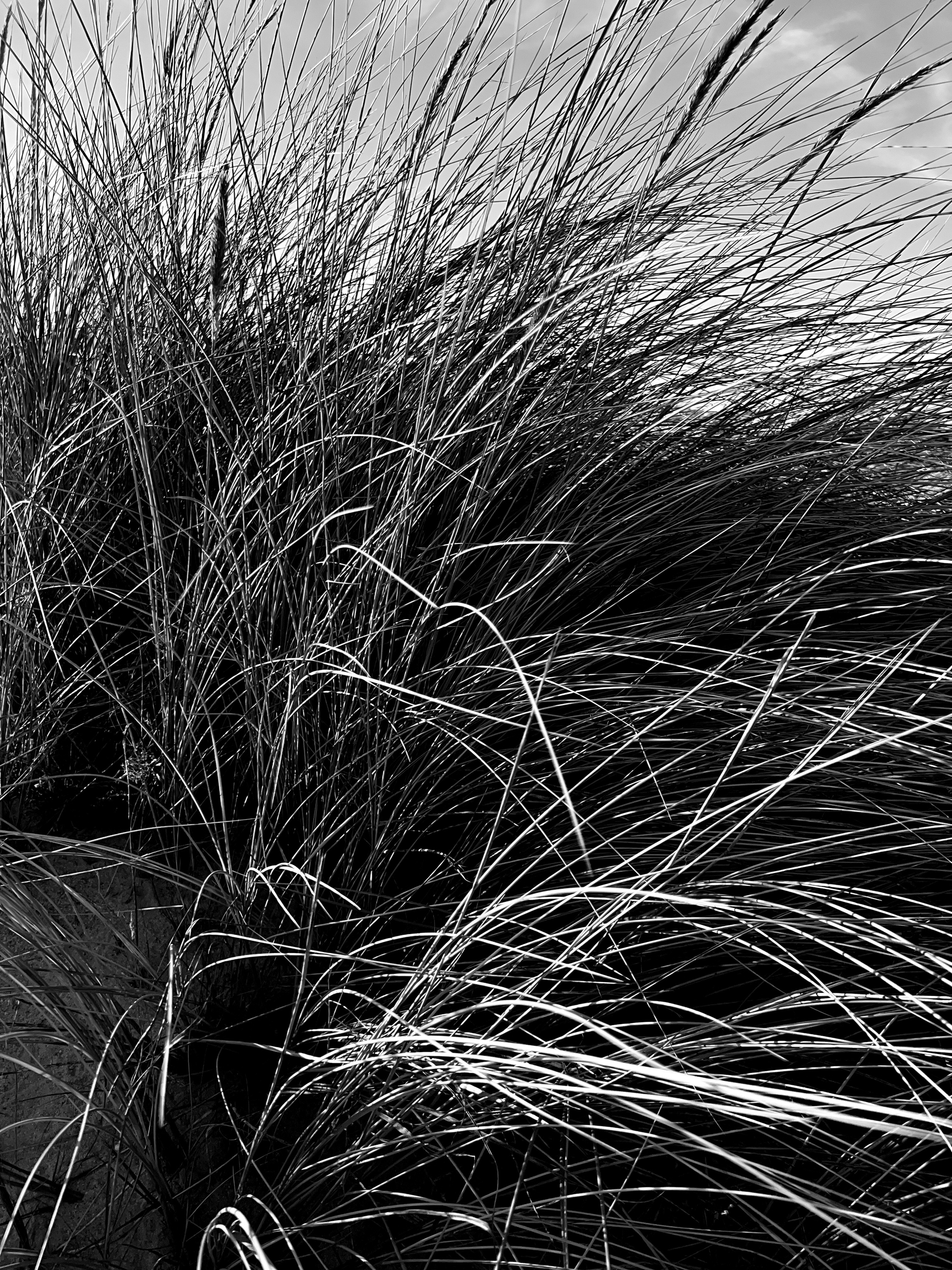 Black and white photo, beach vegetation. 