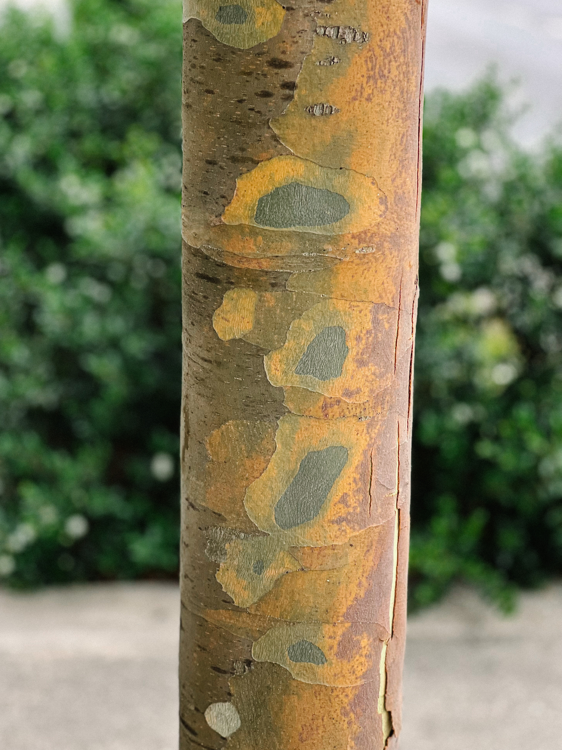 A tree trunk with camo pattern as bark. 
