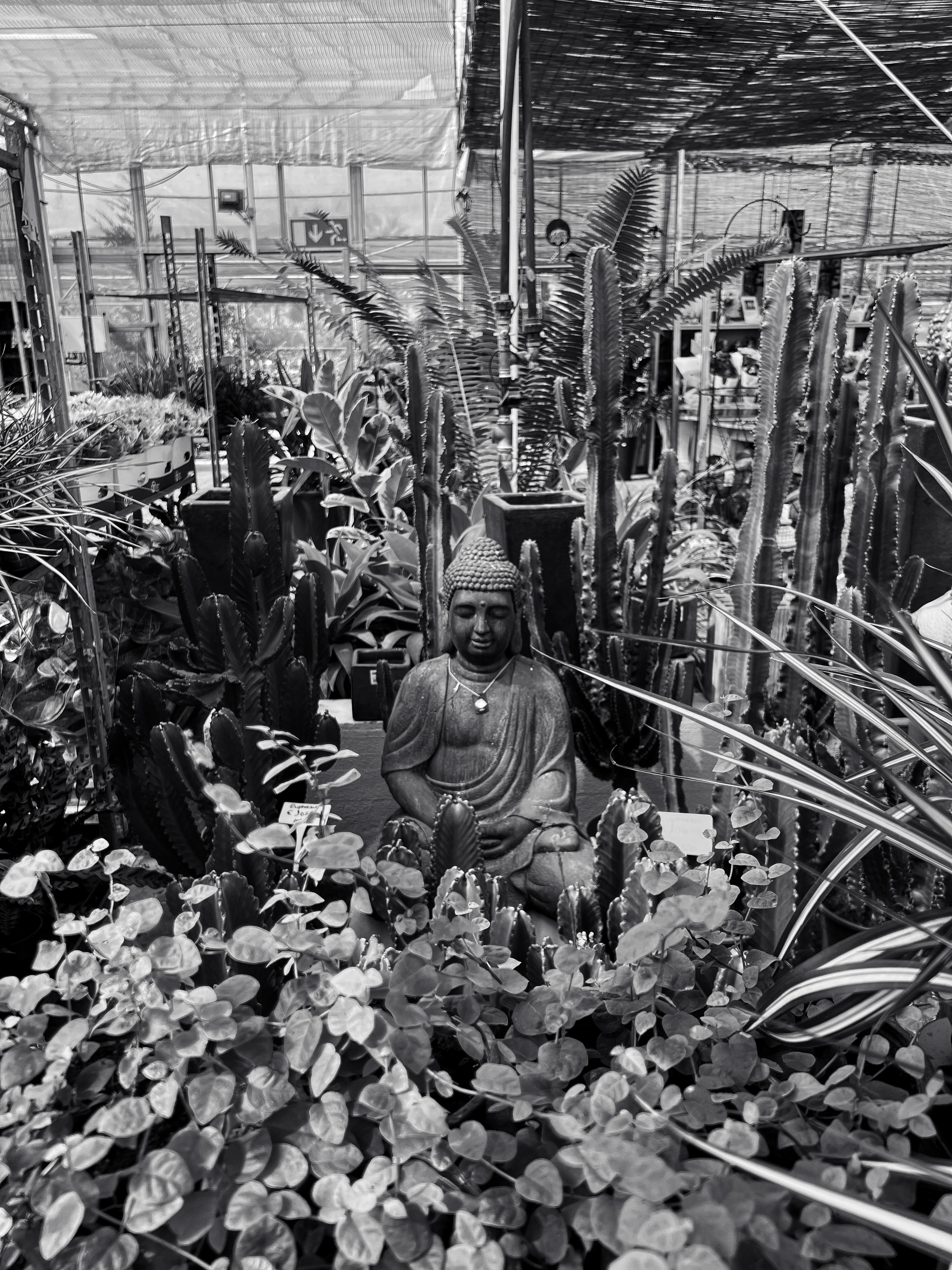 Black and white photo of a Buddha image in the middle of plants. 