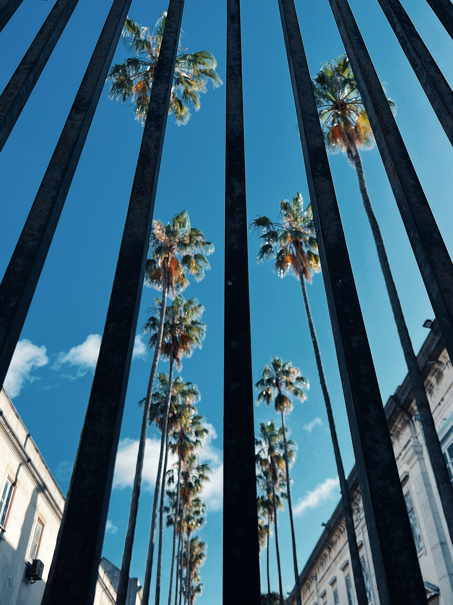 Palm trees behind bars, and a blue sky. 