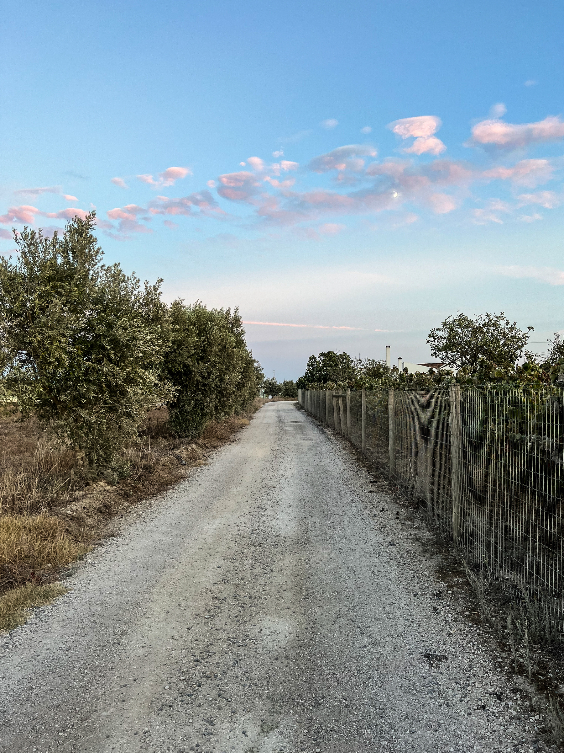 A dirt road. Trees on the left side, a fence on the right one. 