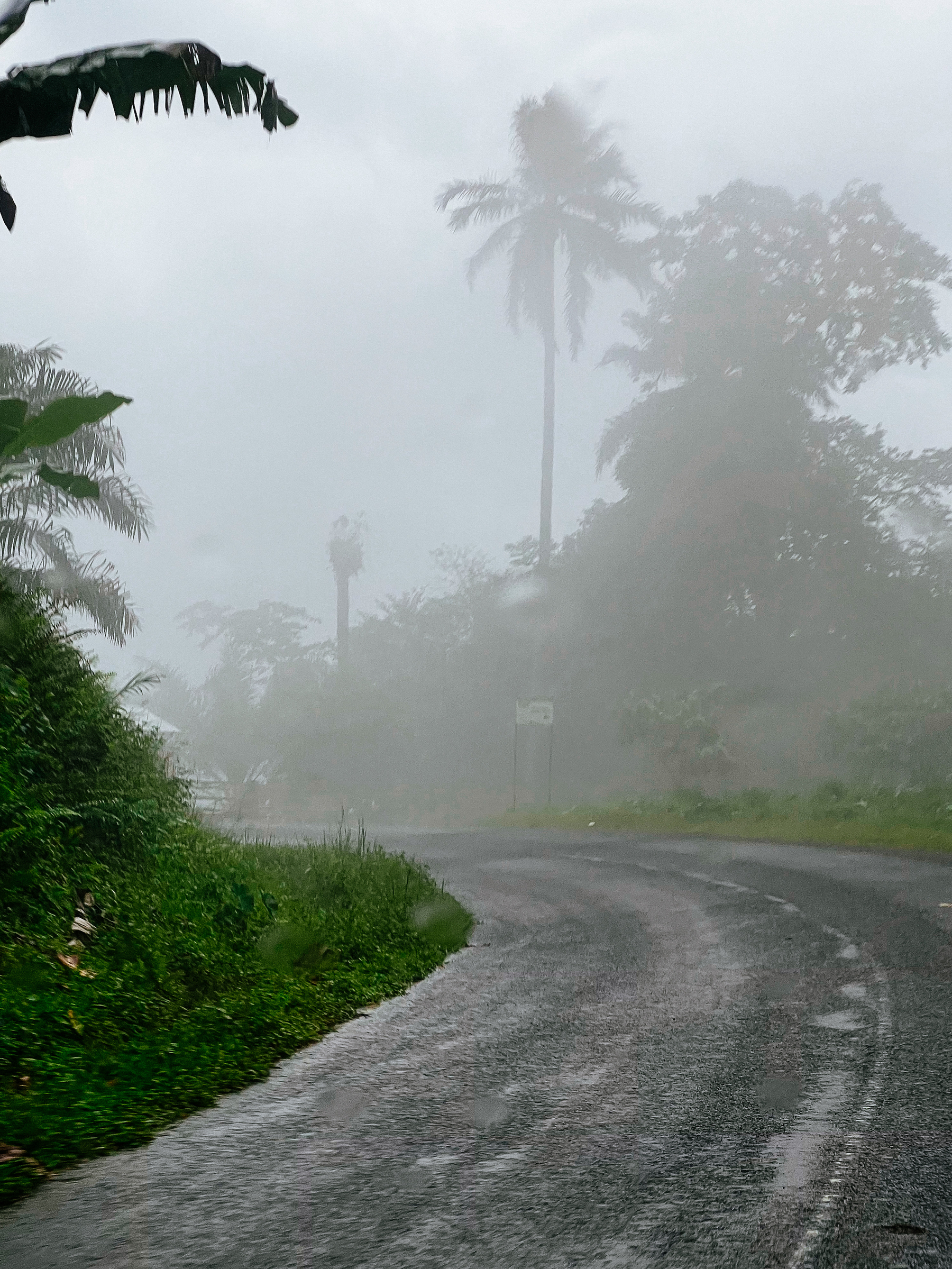 Foggy. Tropical road. 