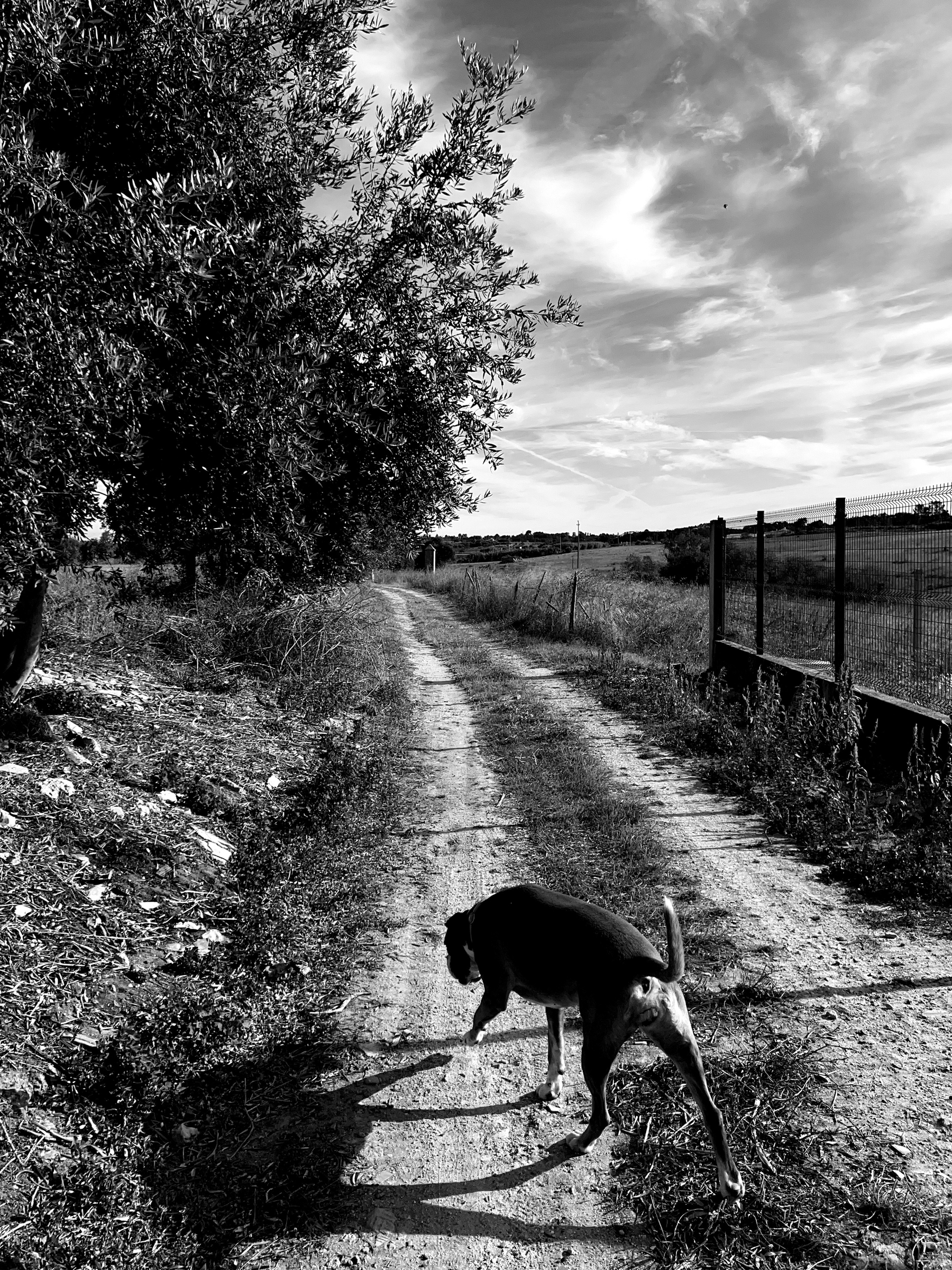 Black and white photo of a dog walking in the countryside. 