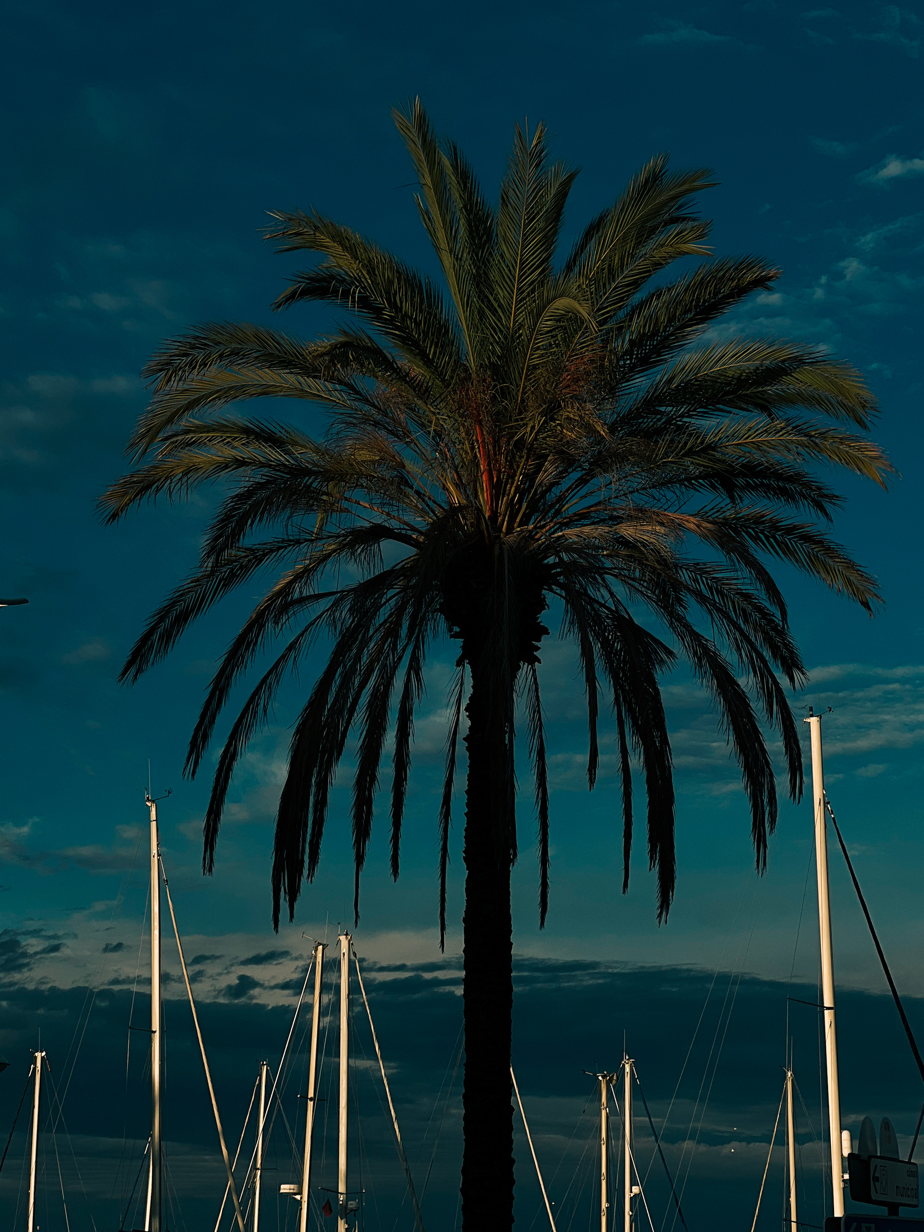 A palm tree and boat masts. 