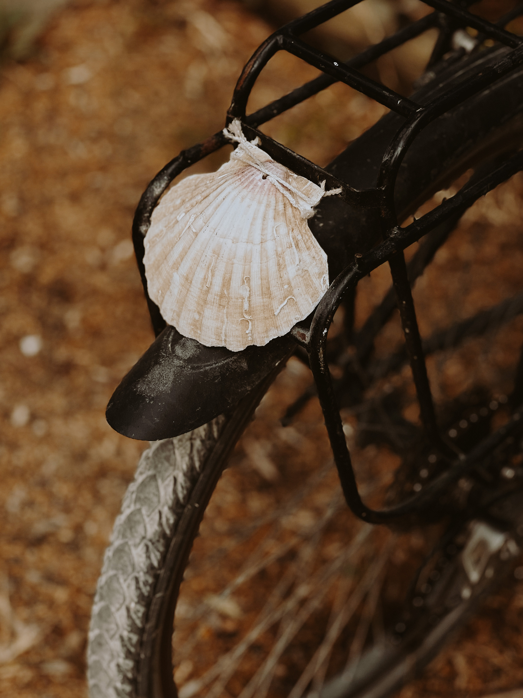 A sea shell on the back of a bicycle. 