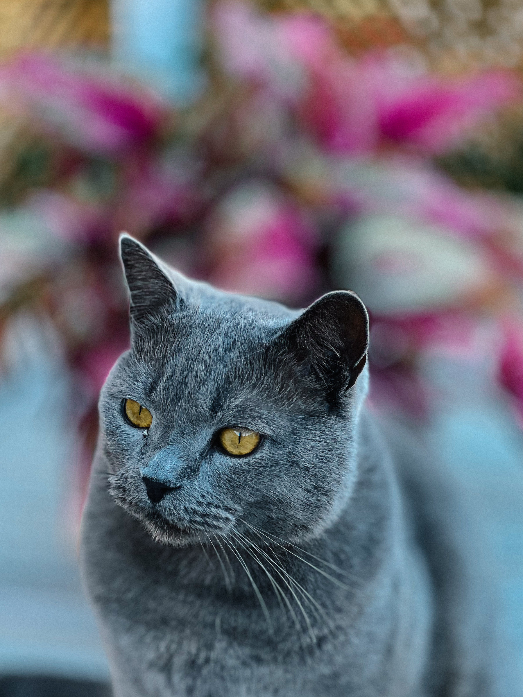 A grey cat. 