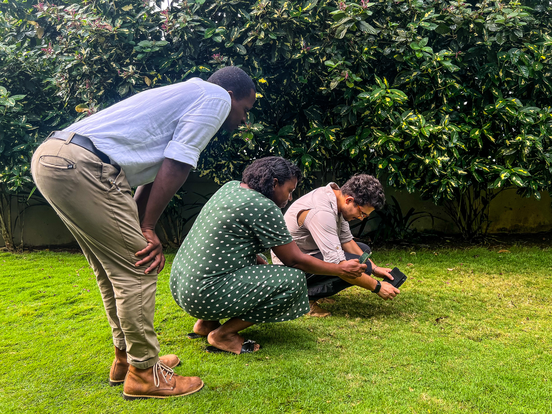 Three people try to photograph something small in a lawn. 