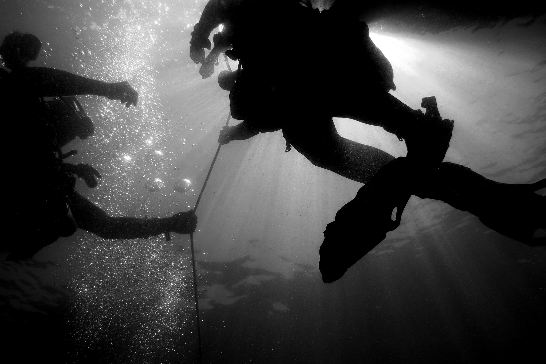 Divers underwater, holding a line. Black and white photo. 