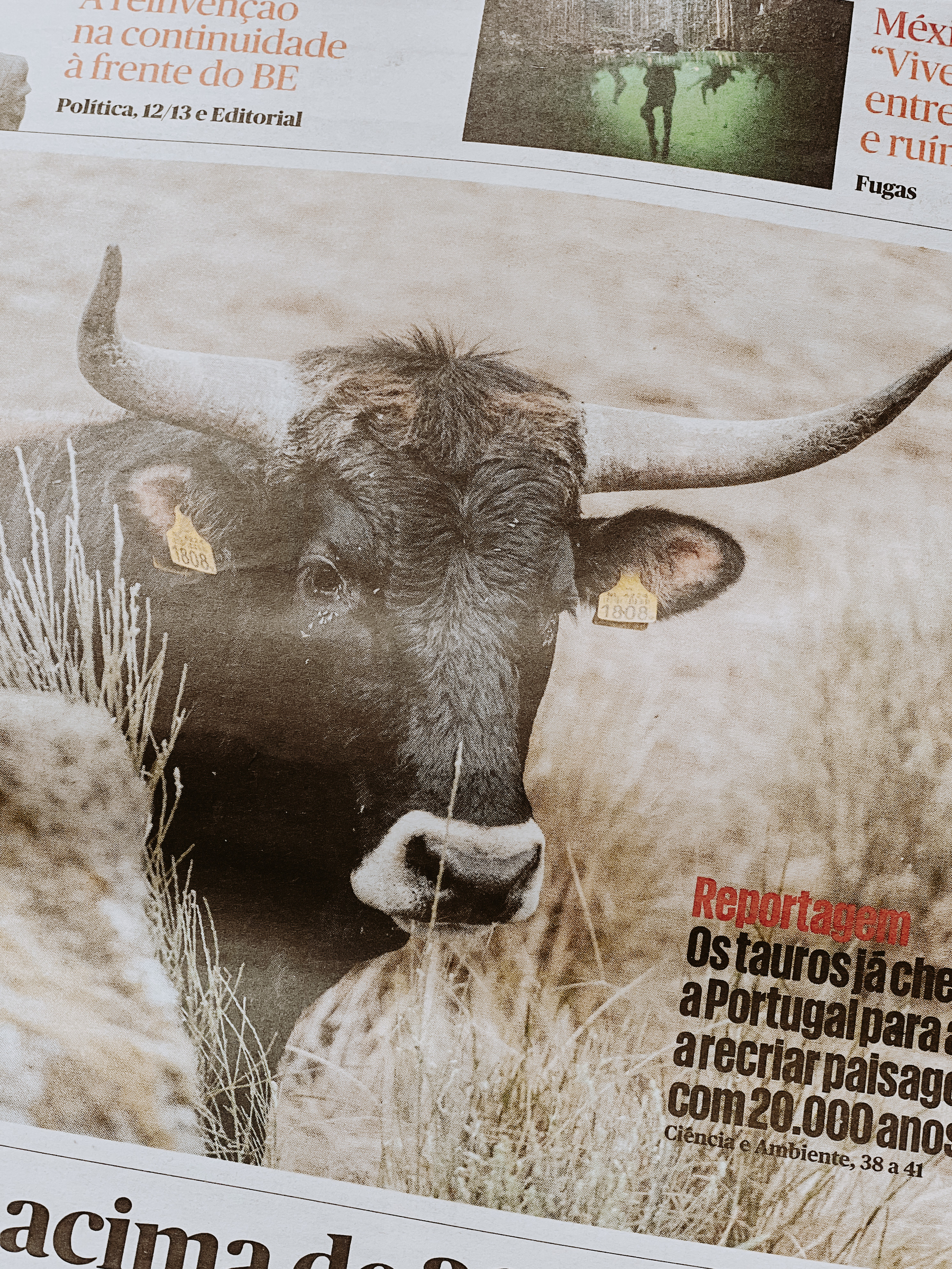 A bull on the cover of a newspaper. 